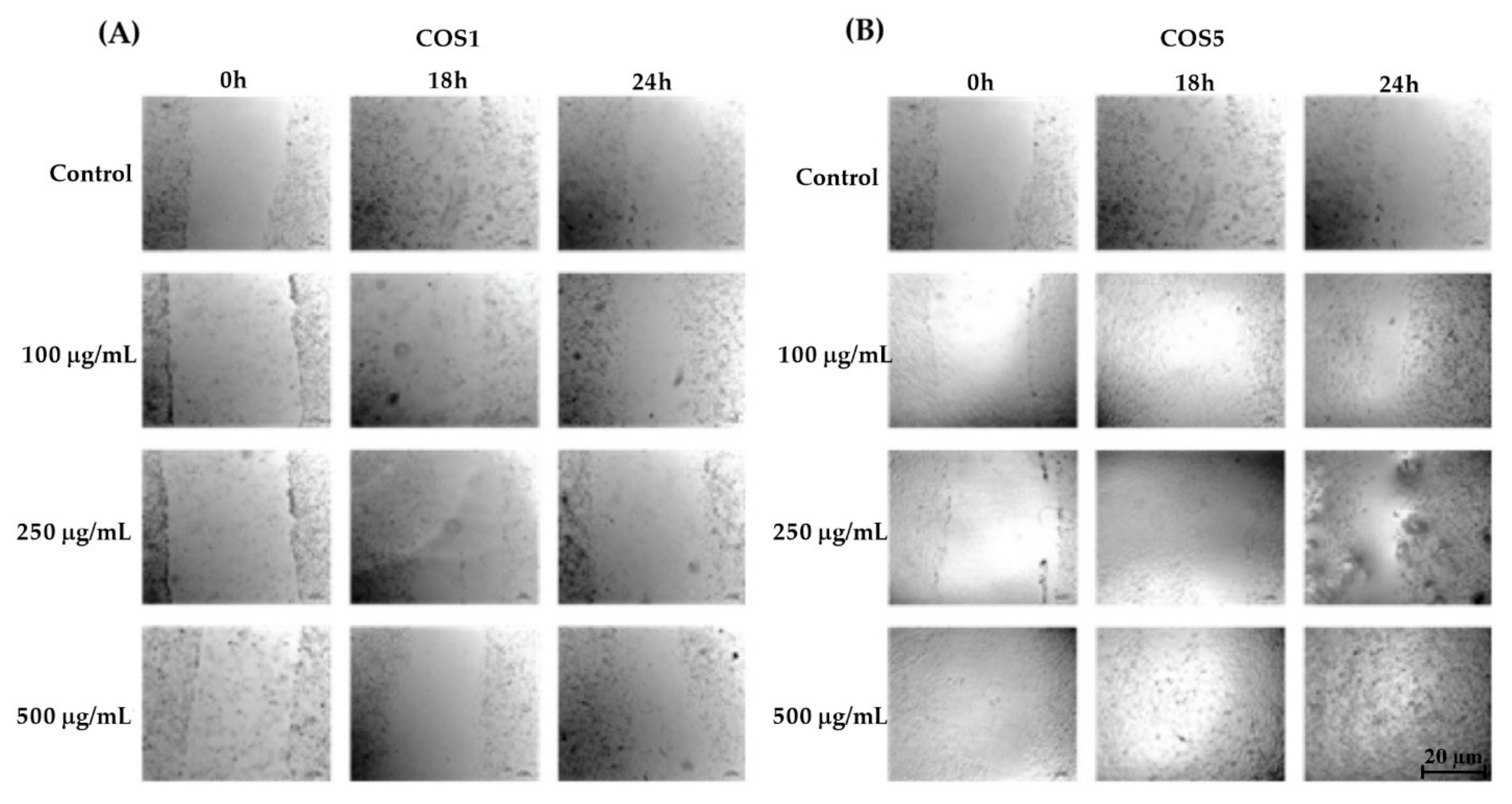 Ijms 22 10631 g006 550