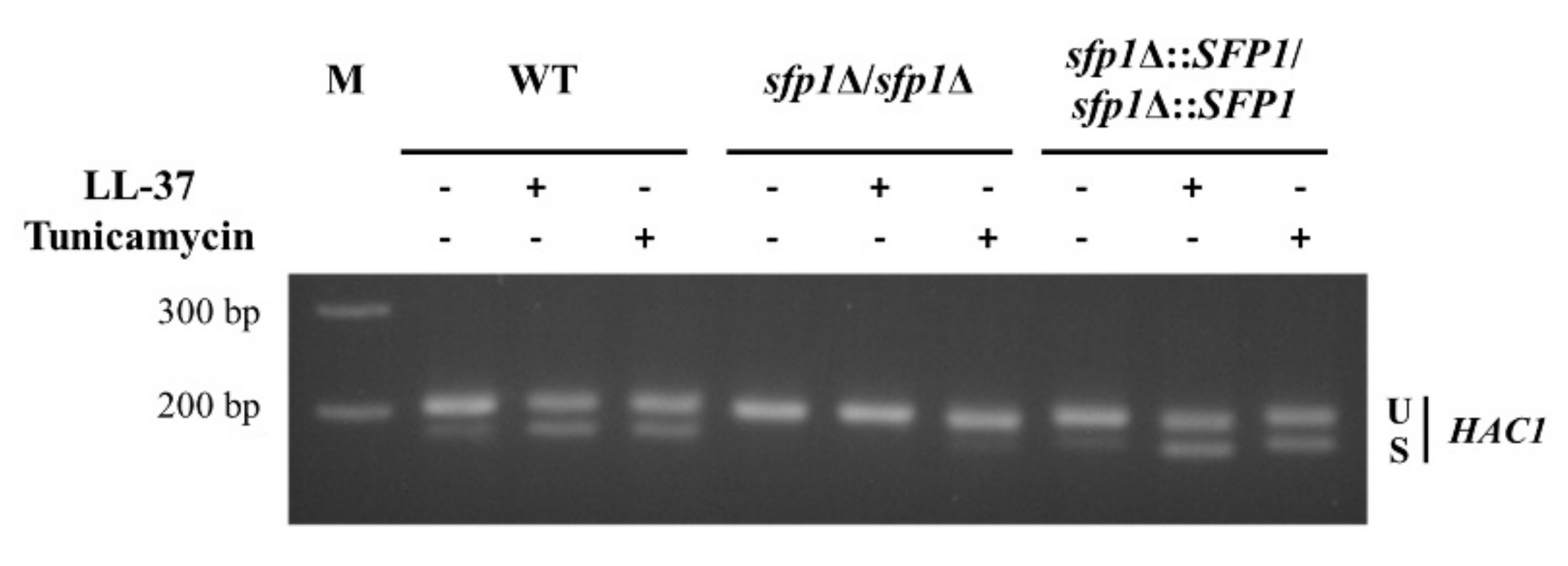 Ijms 22 10633 g003 Ijms 22 10633 g003