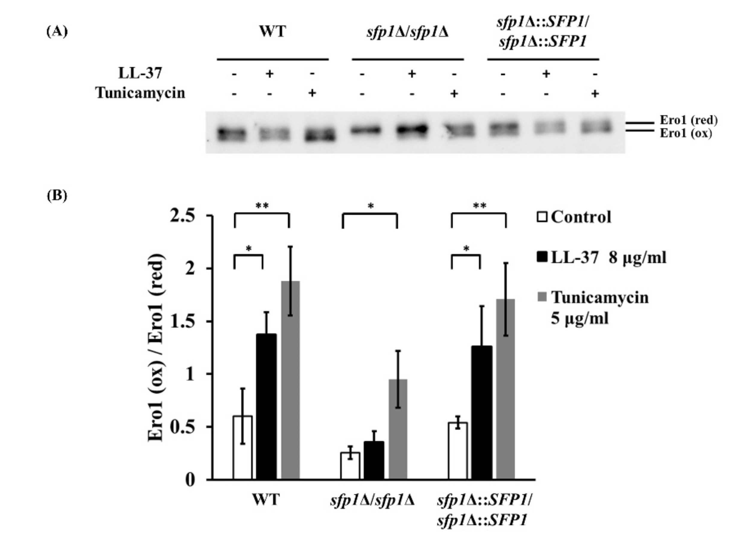 Ijms 22 10633 g006 Ijms 22 10633 g006