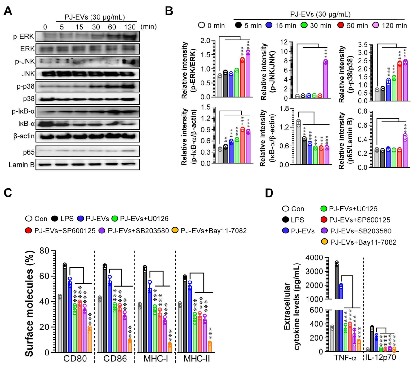 Ijms 22 10634 g004 Ijms 22 10634 g004