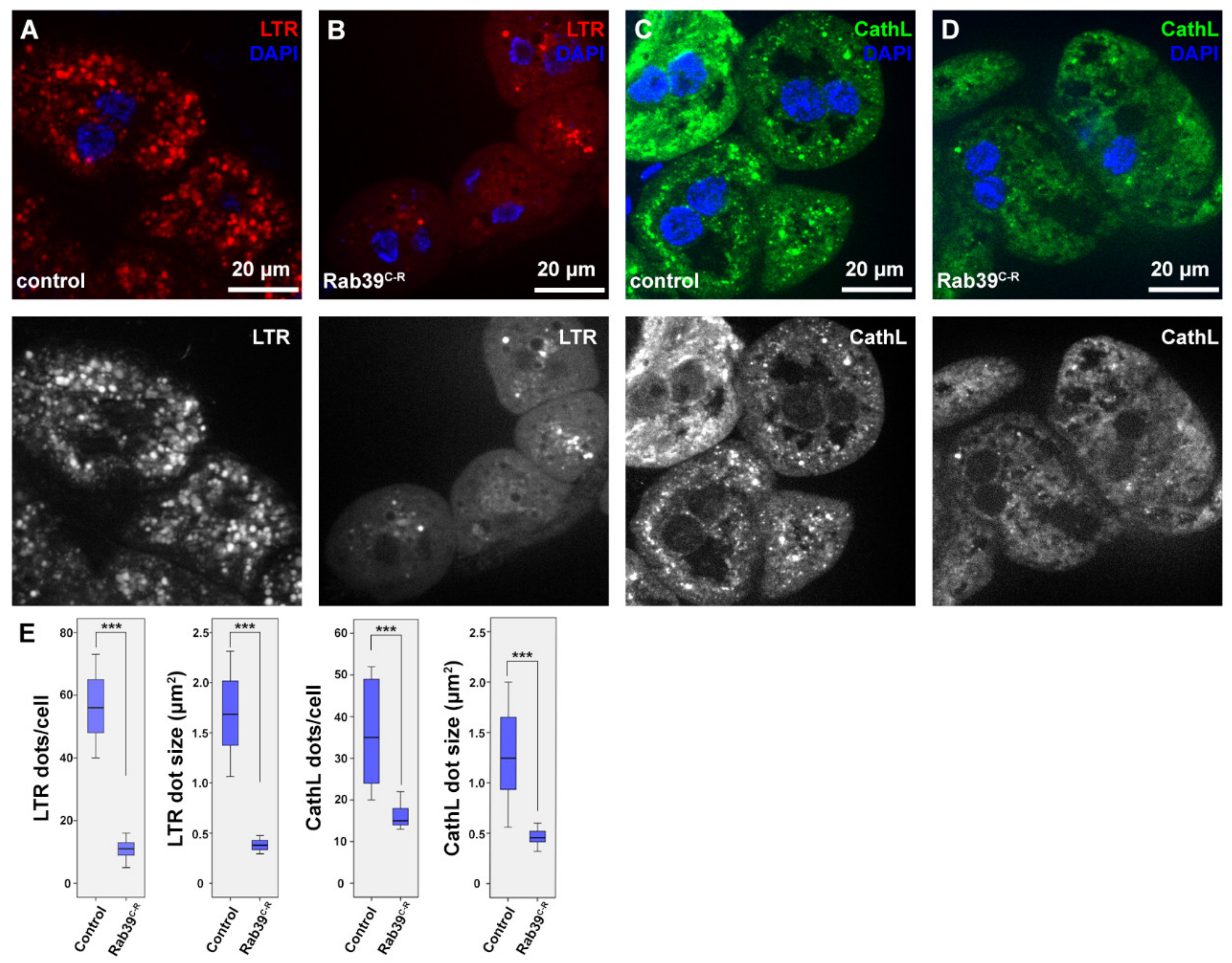 Ijms 22 10635 g001 Ijms 22 10635 g001