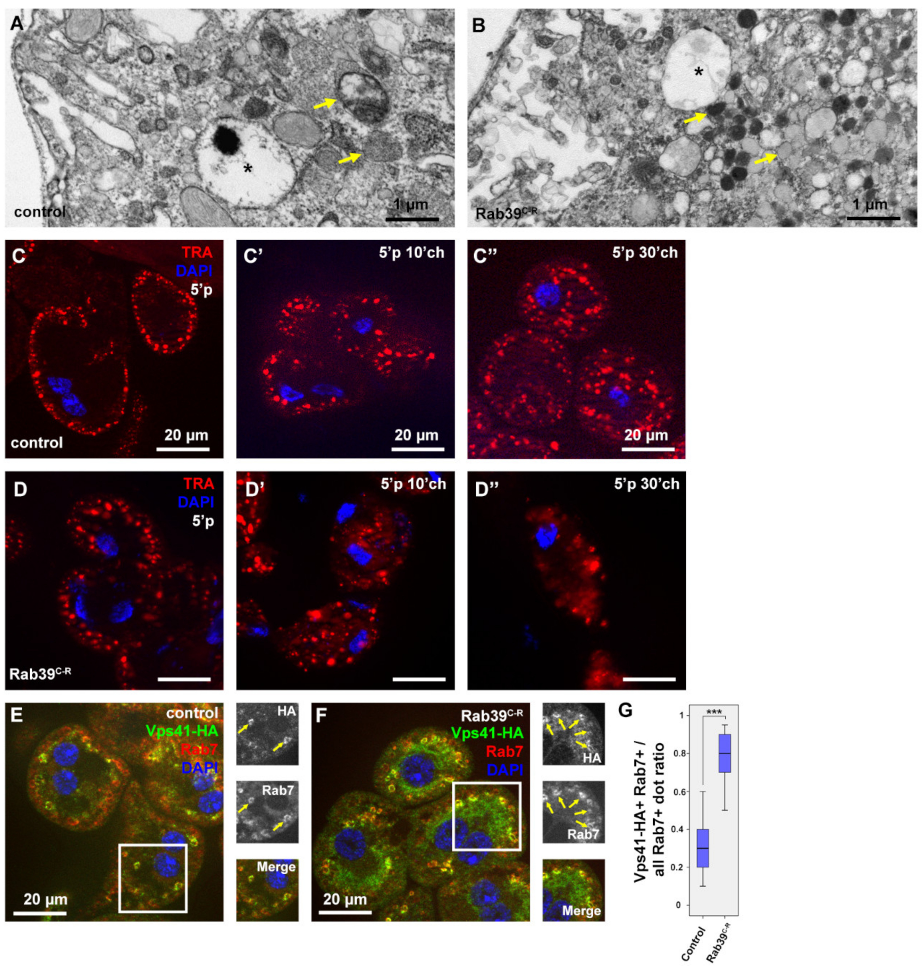 Ijms 22 10635 g003 Ijms 22 10635 g003