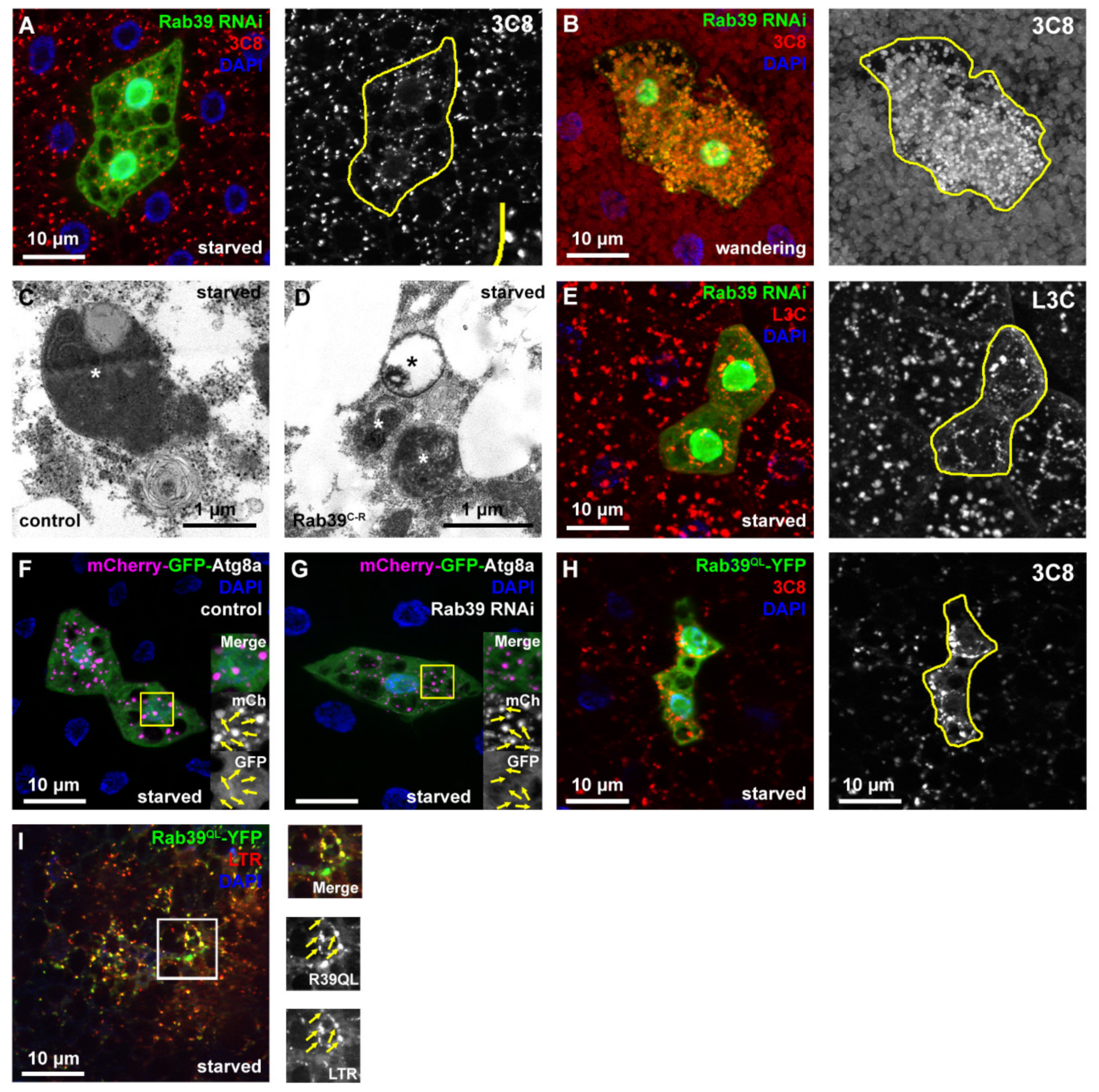 Ijms 22 10635 g004 Ijms 22 10635 g004