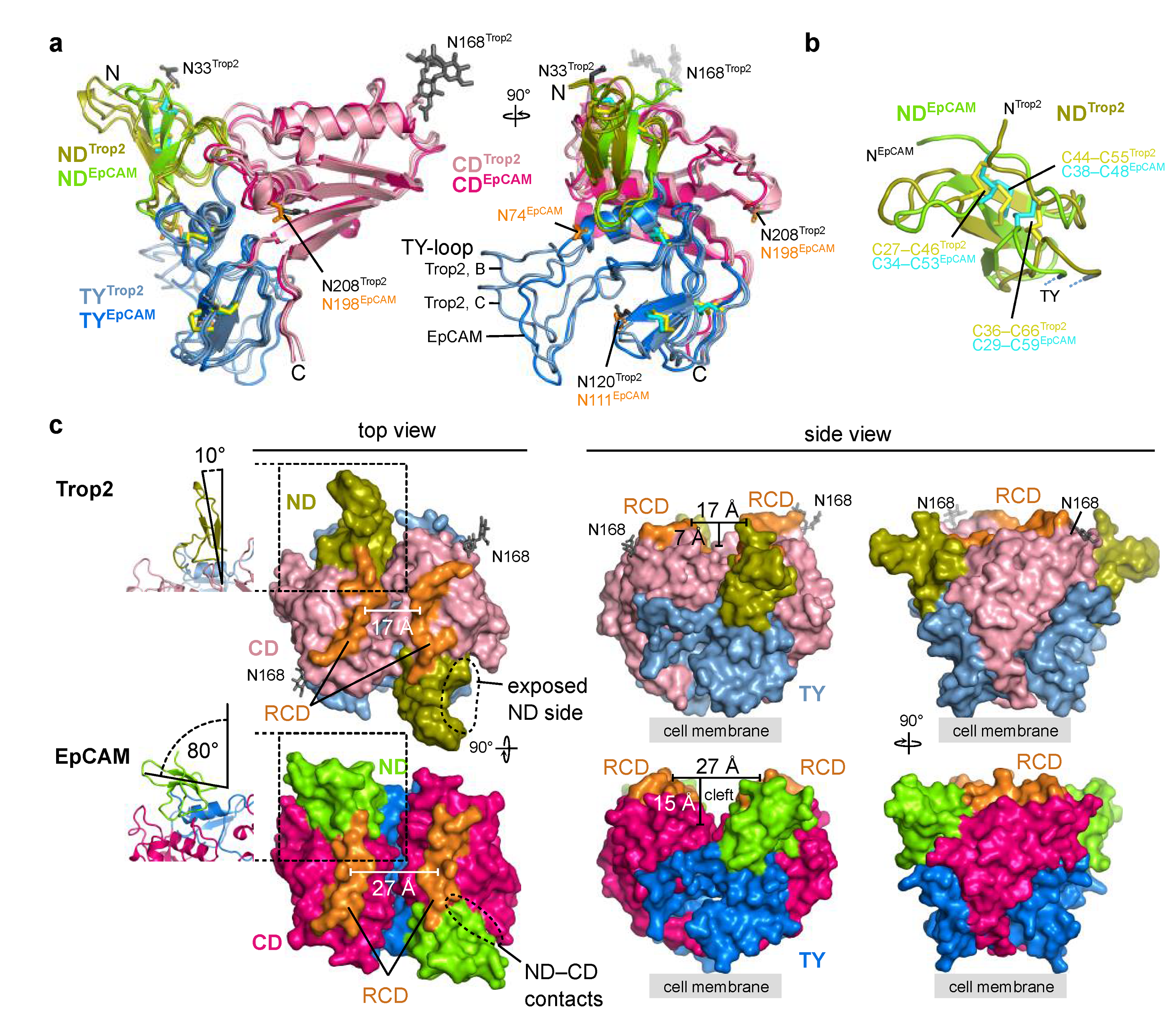 Ijms 22 10640 g005 550