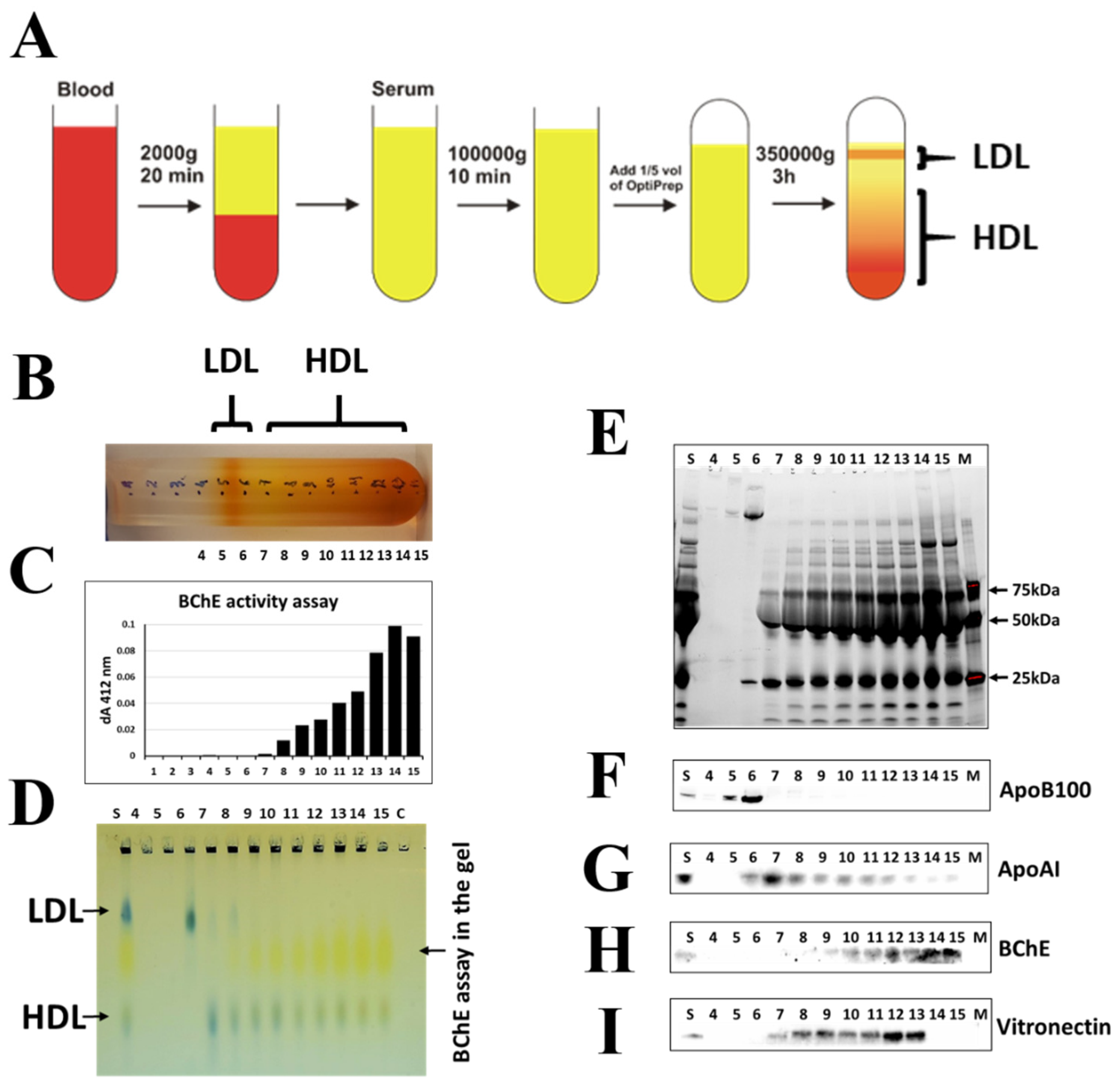 Ijms 22 10662 g003 550
