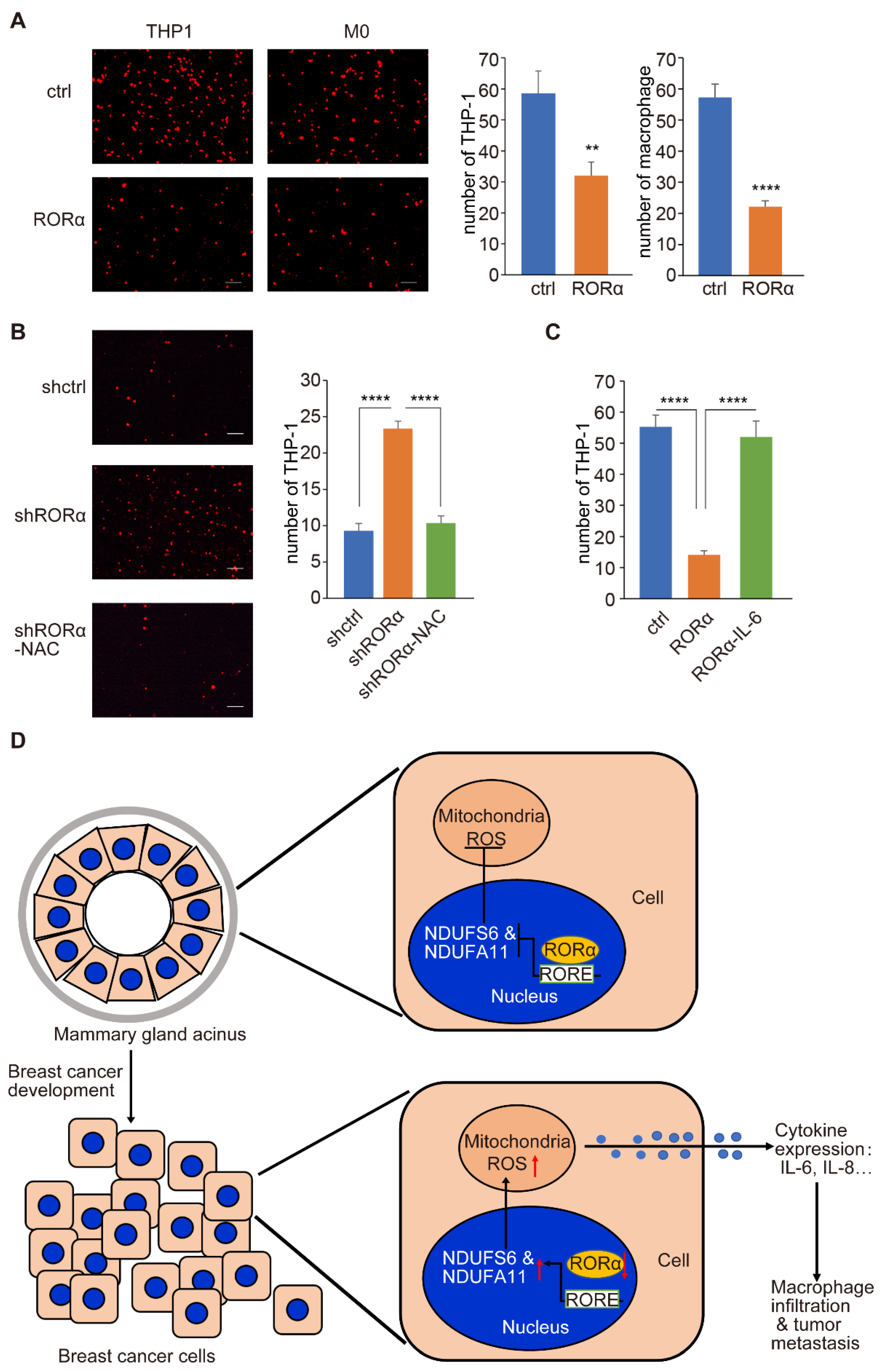 Ijms 22 10665 g007 550