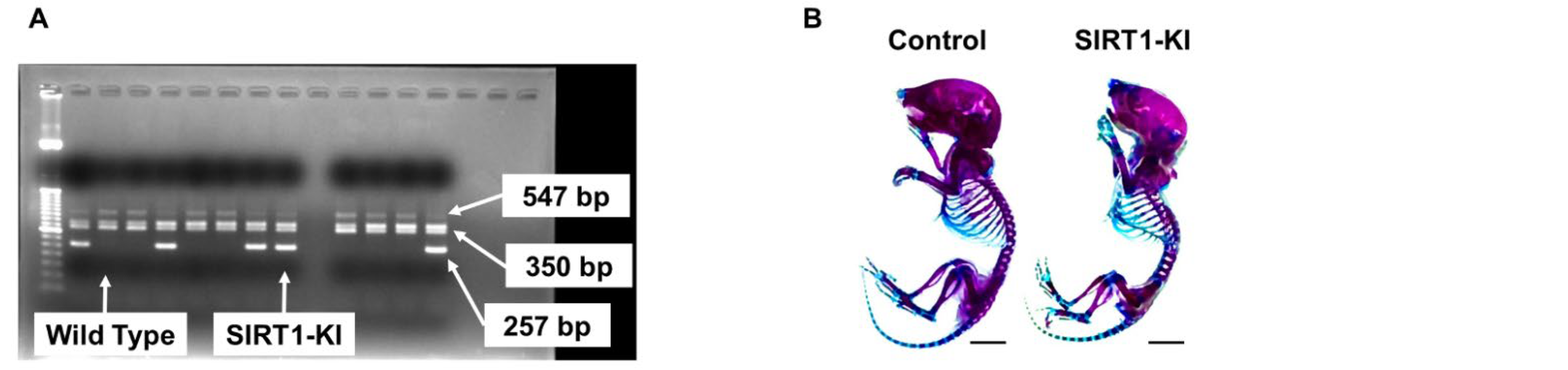 Ijms 22 10685 g001a 550