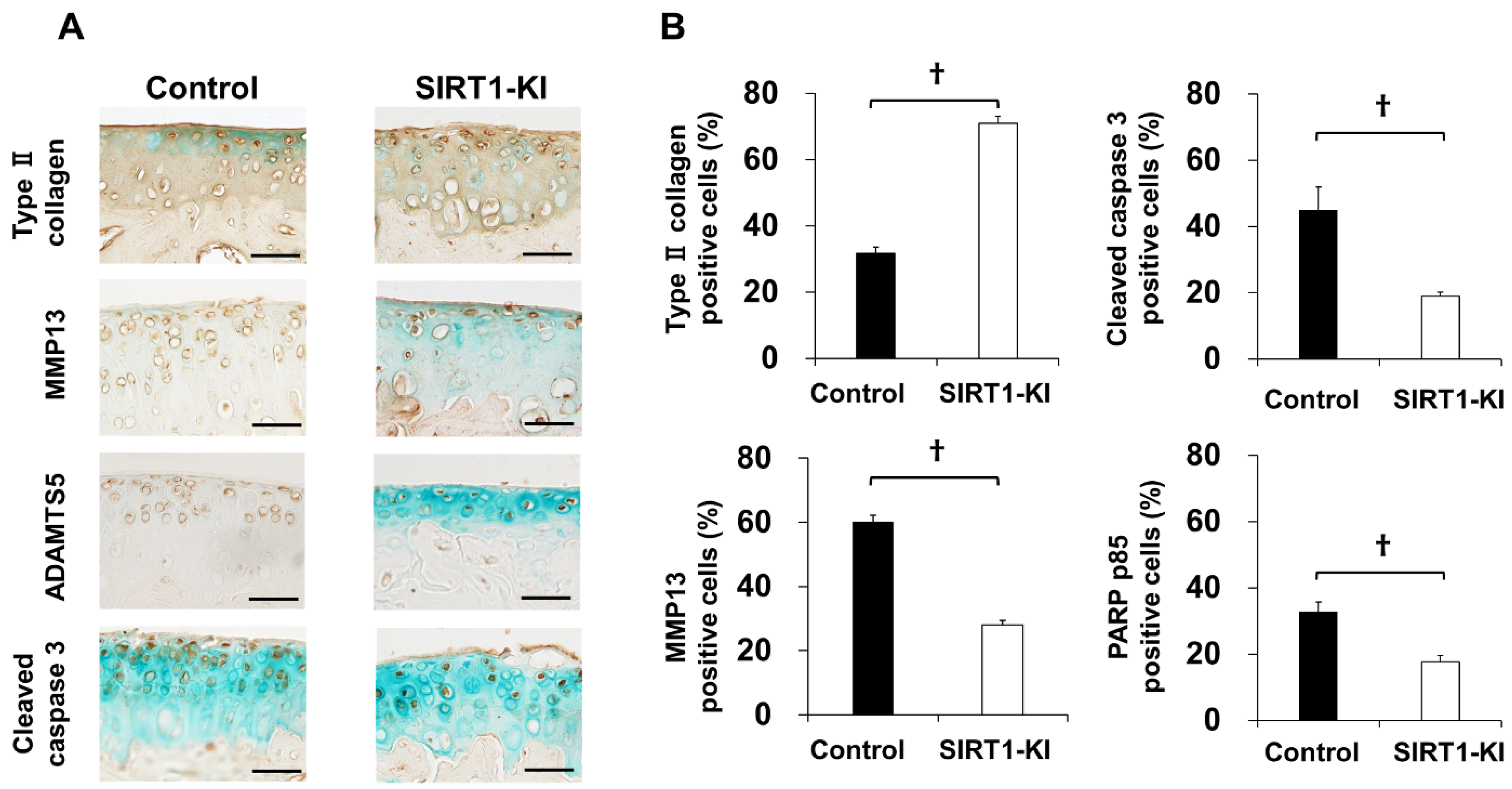 Ijms 22 10685 g004a 550