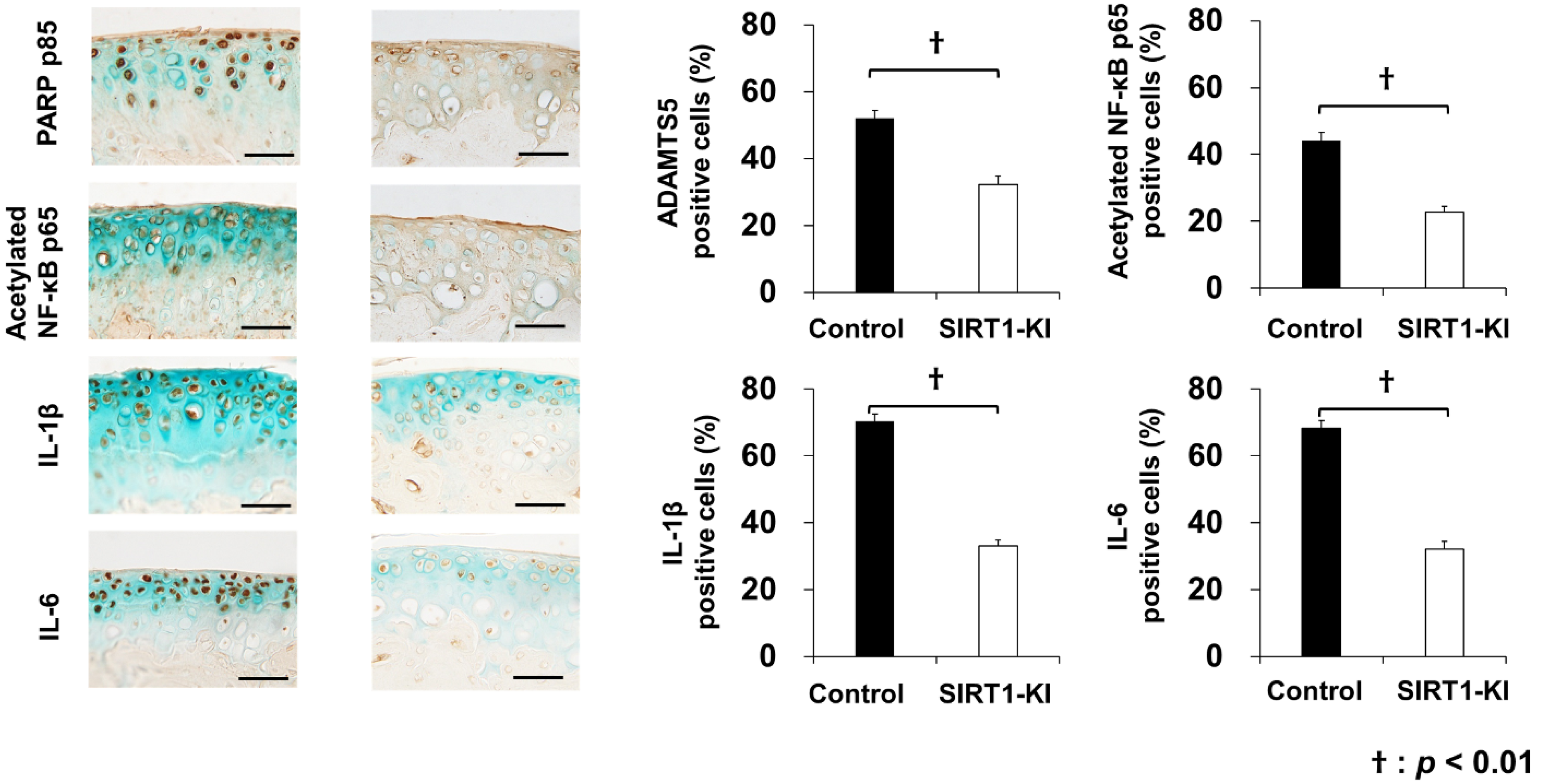 Ijms 22 10685 g004b 550