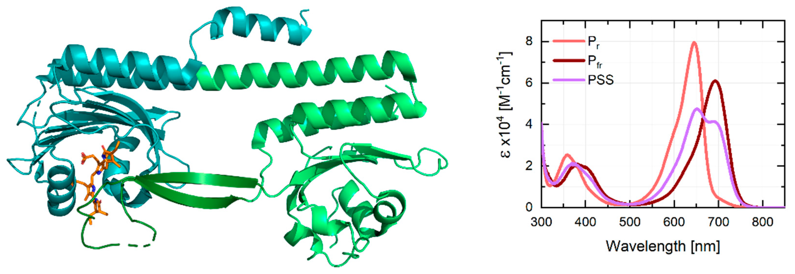 Ijms 22 10690 g001 Ijms 22 10690 g001