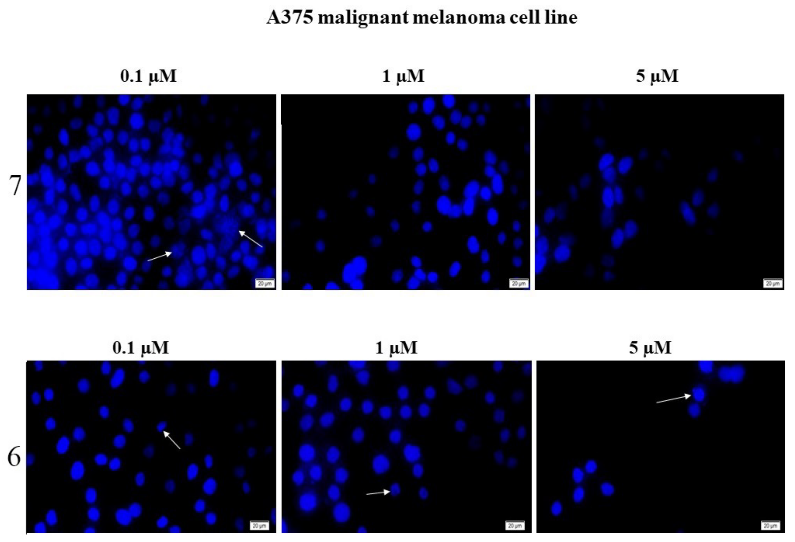 Ijms 22 10695 g006 550