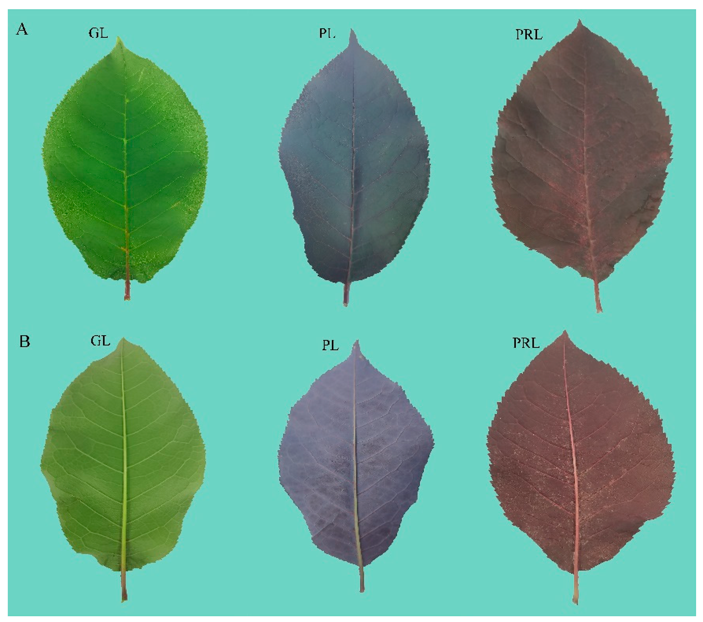 Anthocyanin Leaf