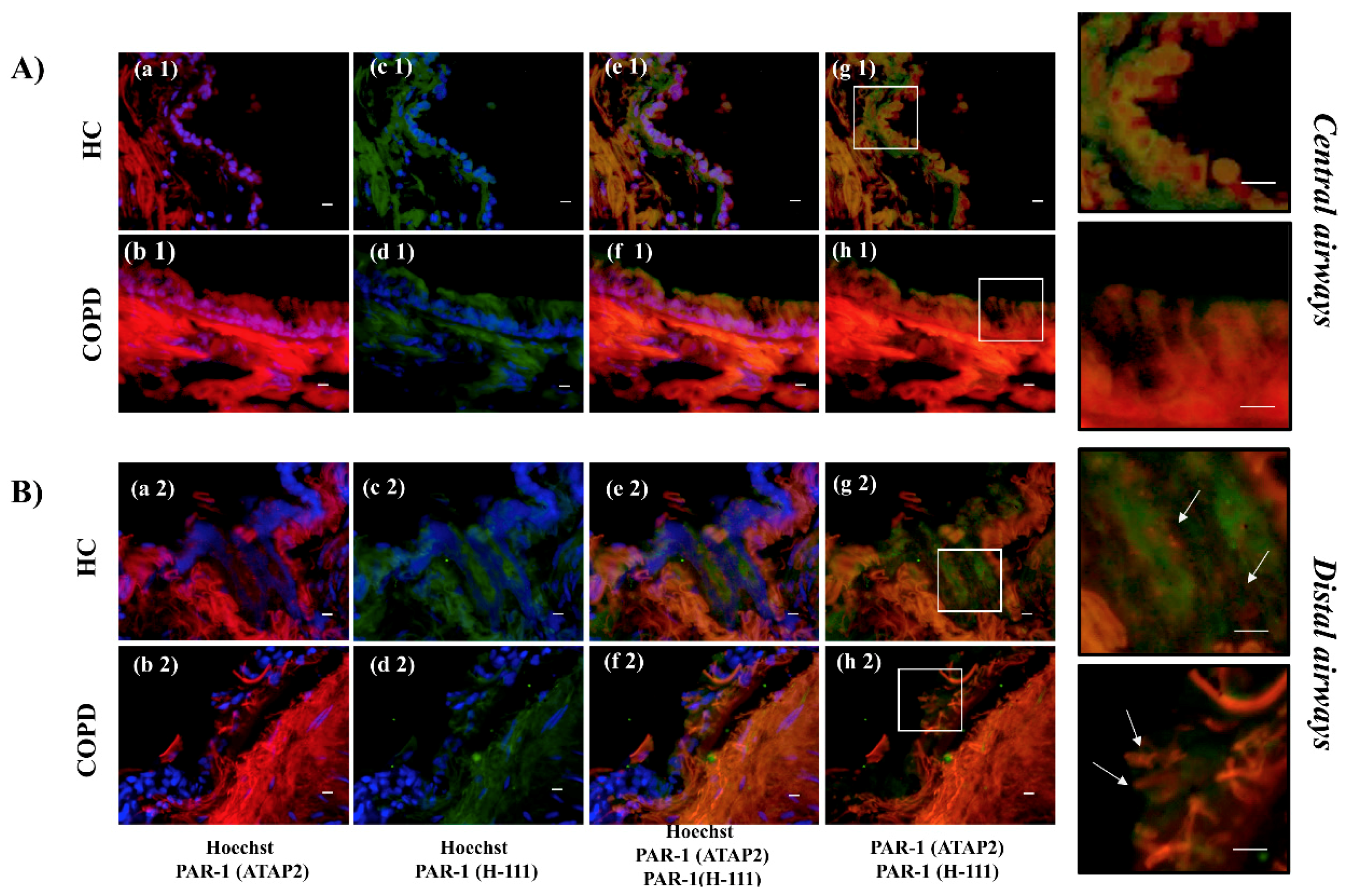 Ijms 22 10703 g002 550