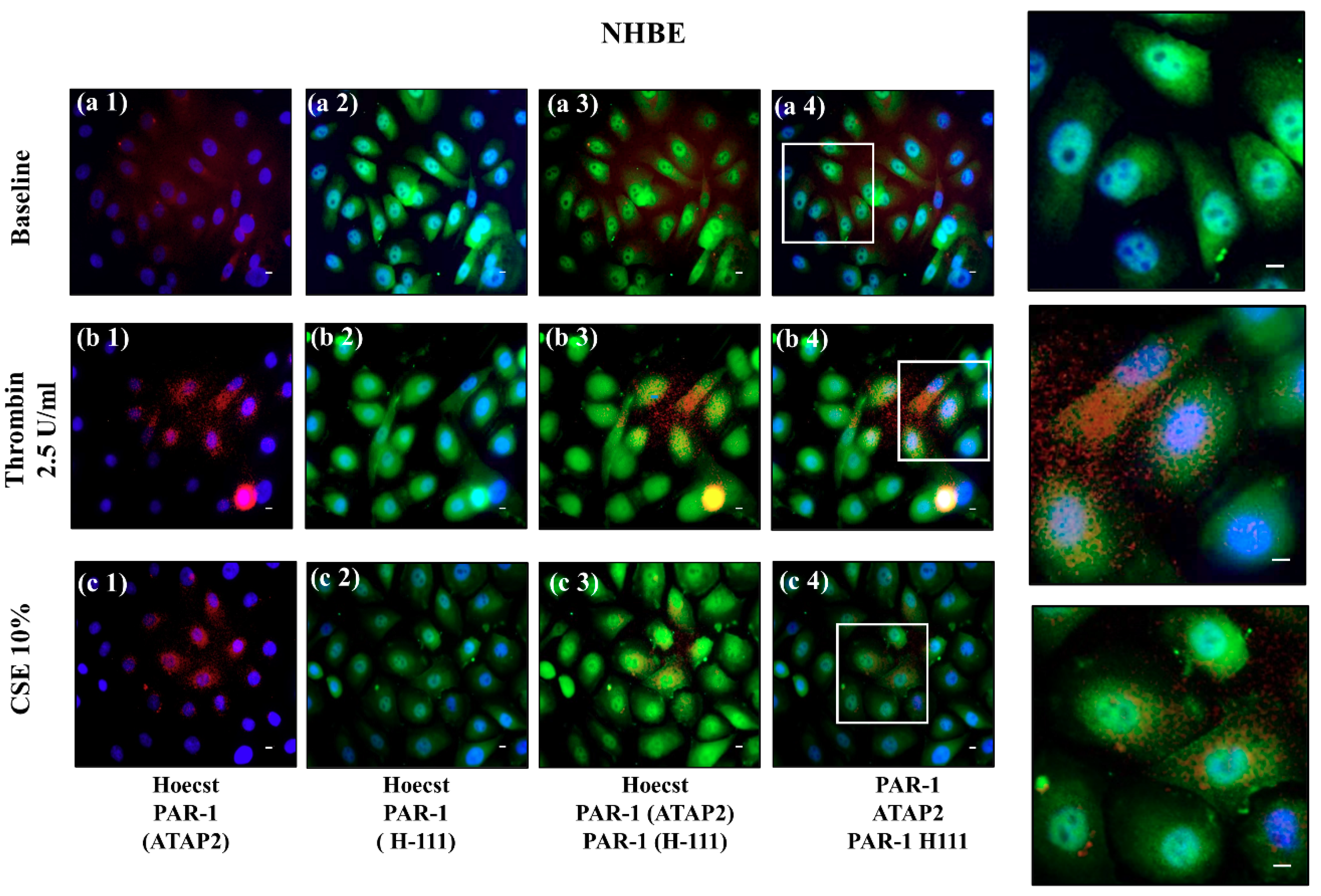 Ijms 22 10703 g007 550