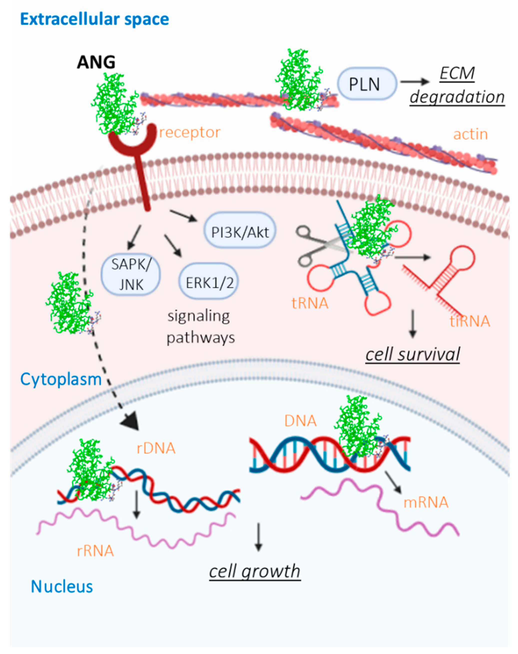 Ijms 22 10704 g004 Ijms 22 10704 g004