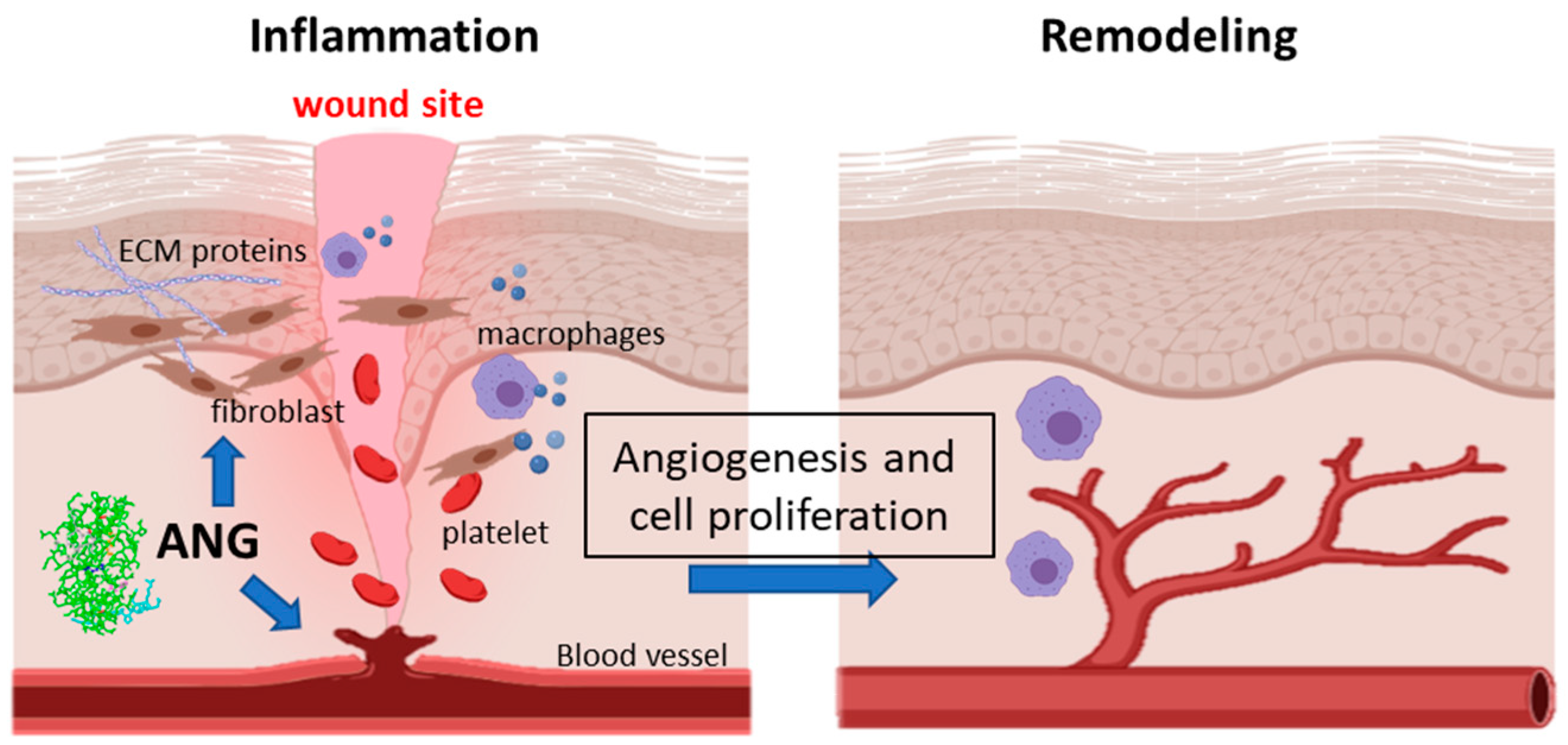 Angiogenesis and wound healing