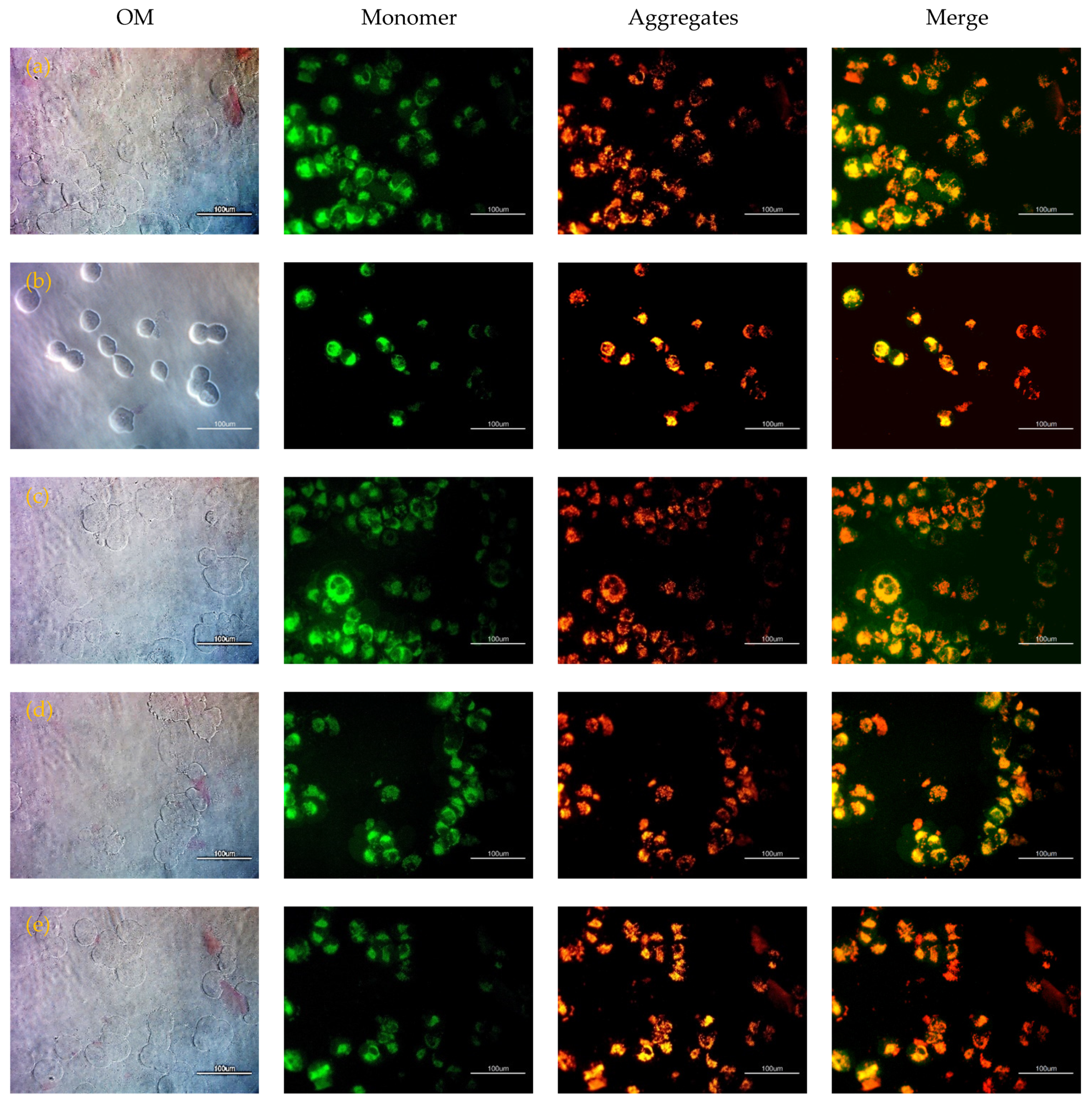 Ijms 22 10709 g004 550