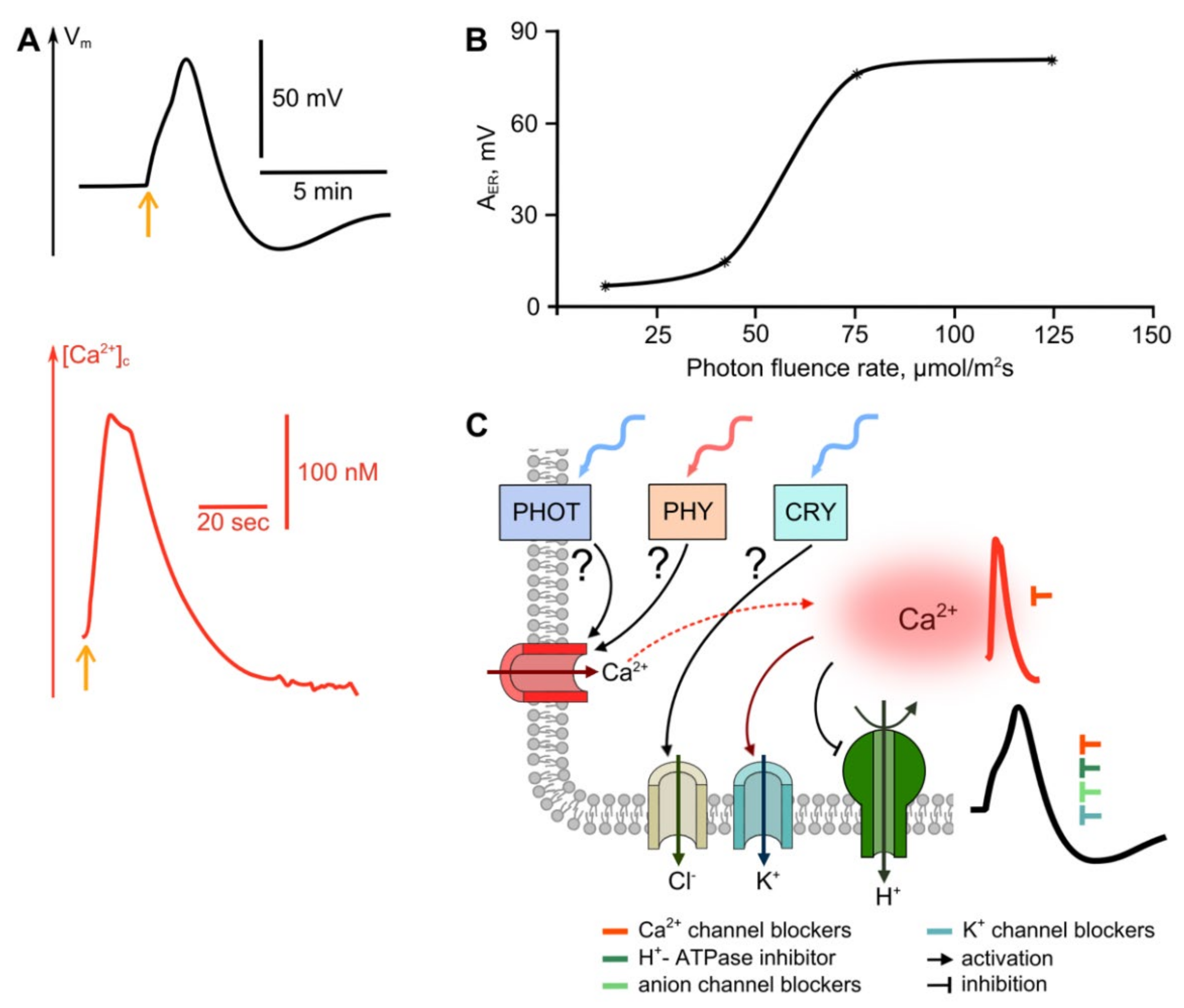 Ijms 22 10715 g003 Ijms 22 10715 g003