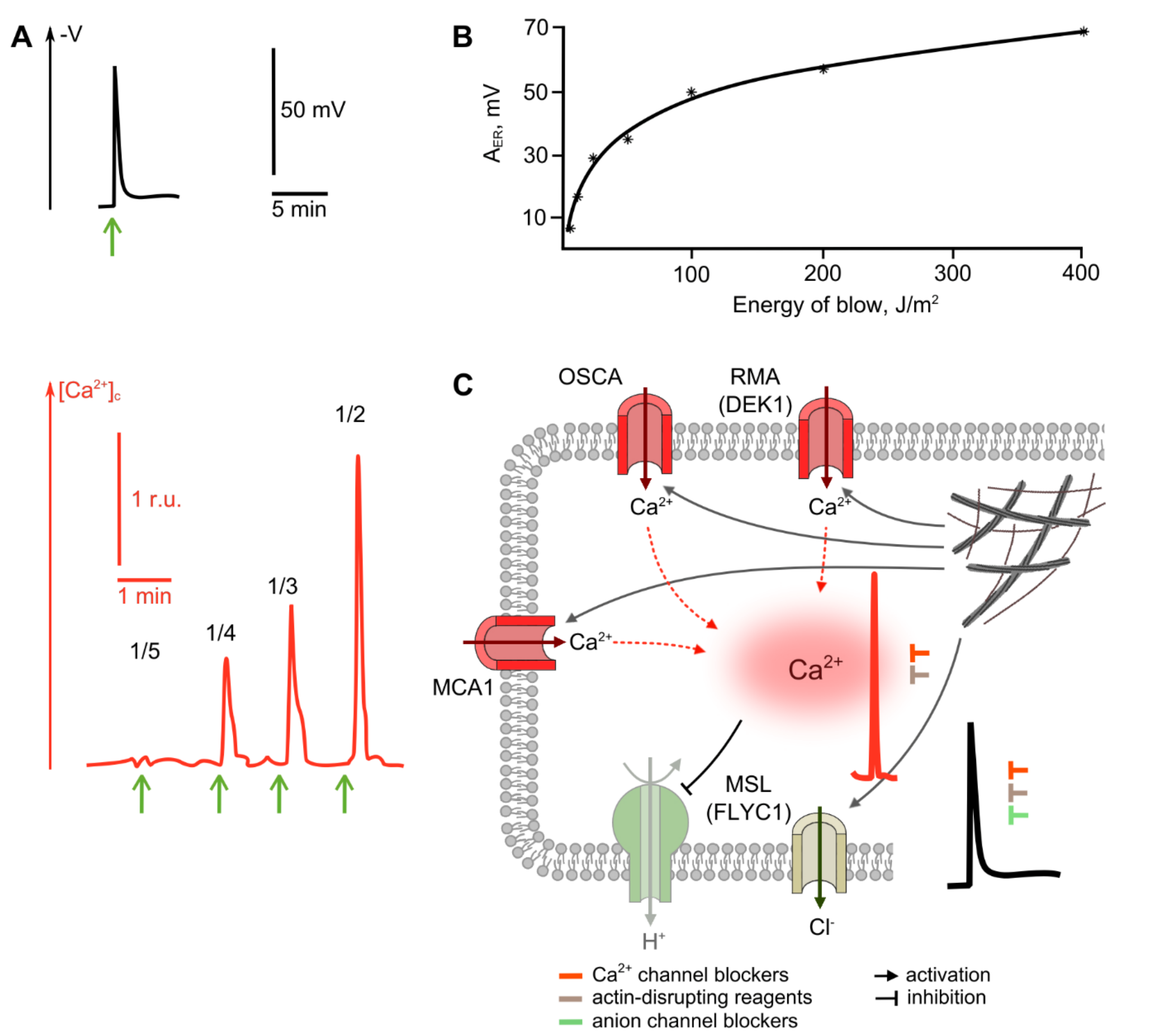 Ijms 22 10715 g004 Ijms 22 10715 g004