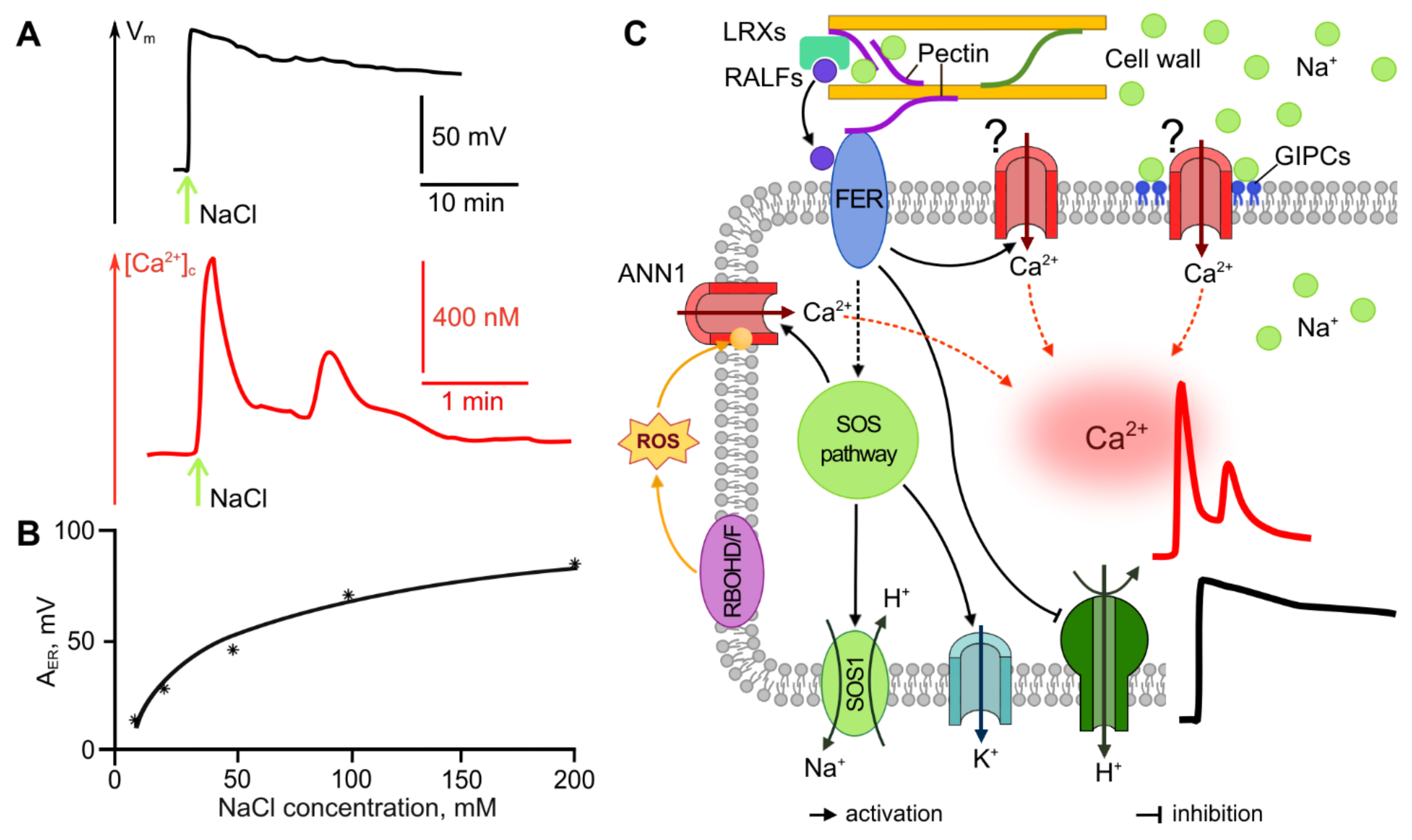 Ijms 22 10715 g005 Ijms 22 10715 g005