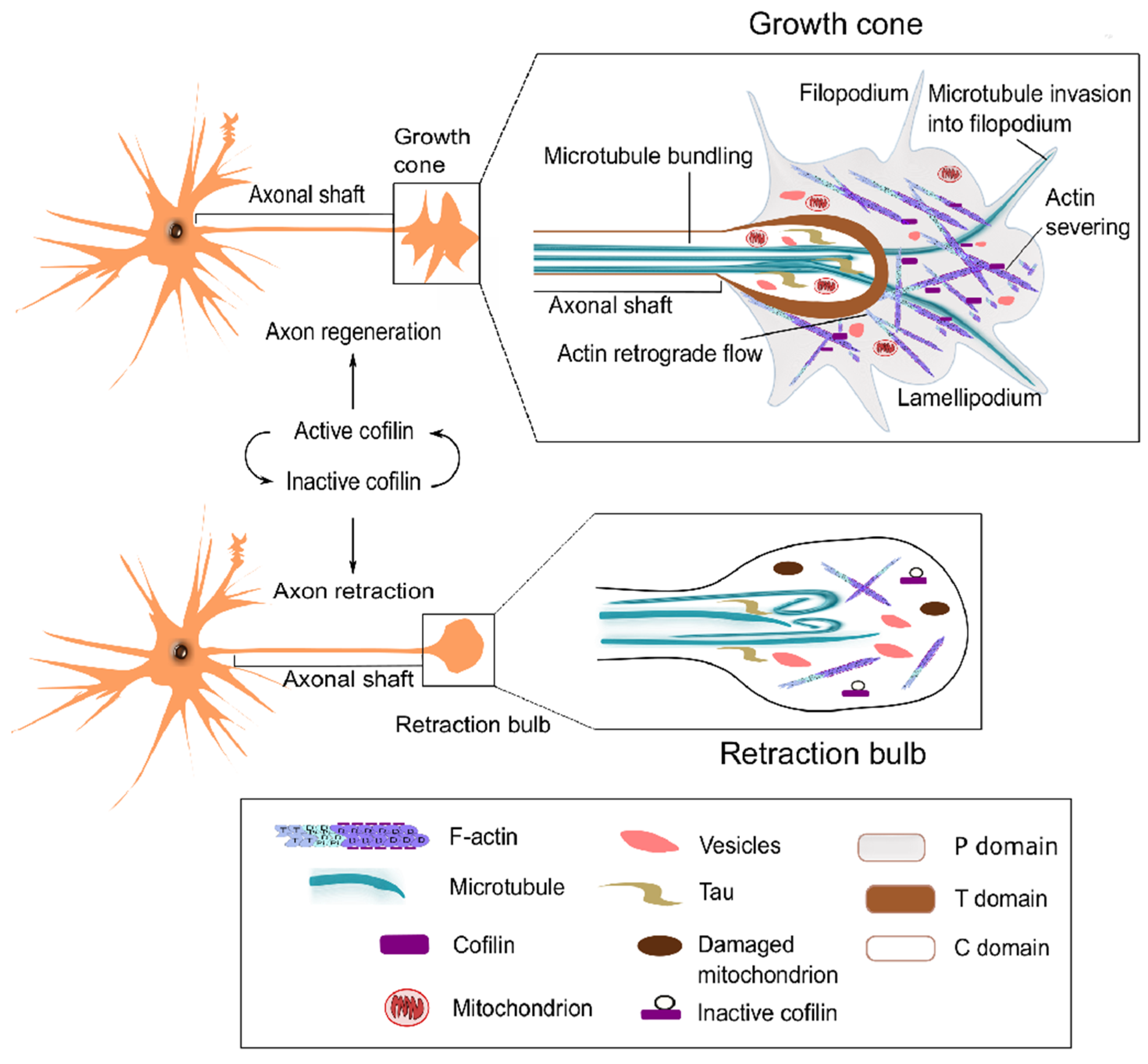Ijms 22 10727 g003 550