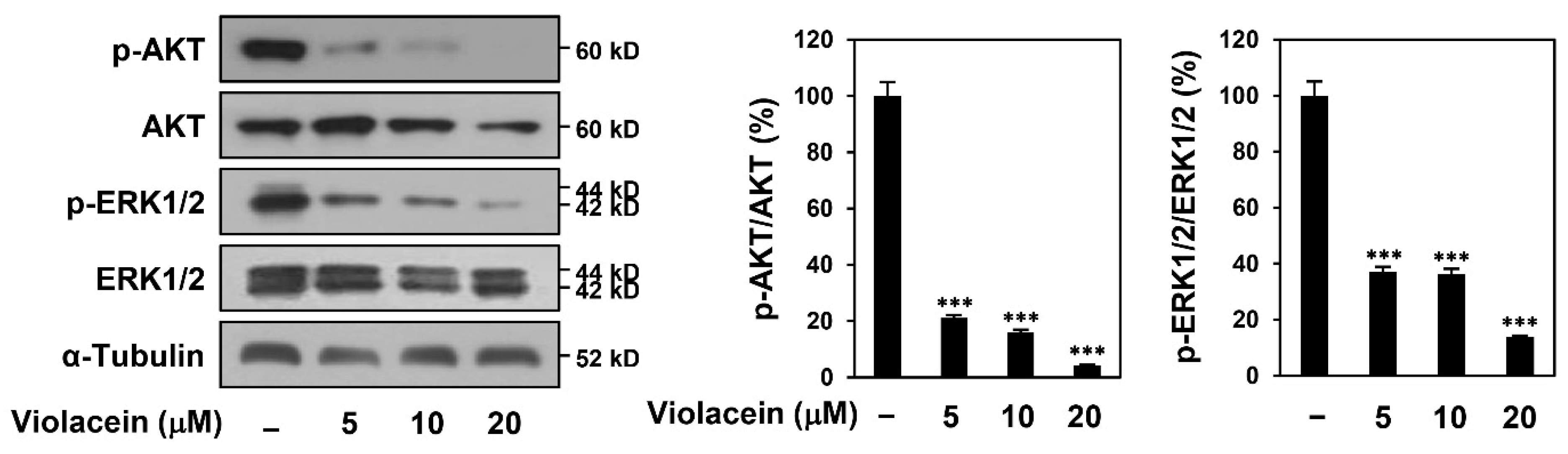 Ijms 22 10731 g004 550