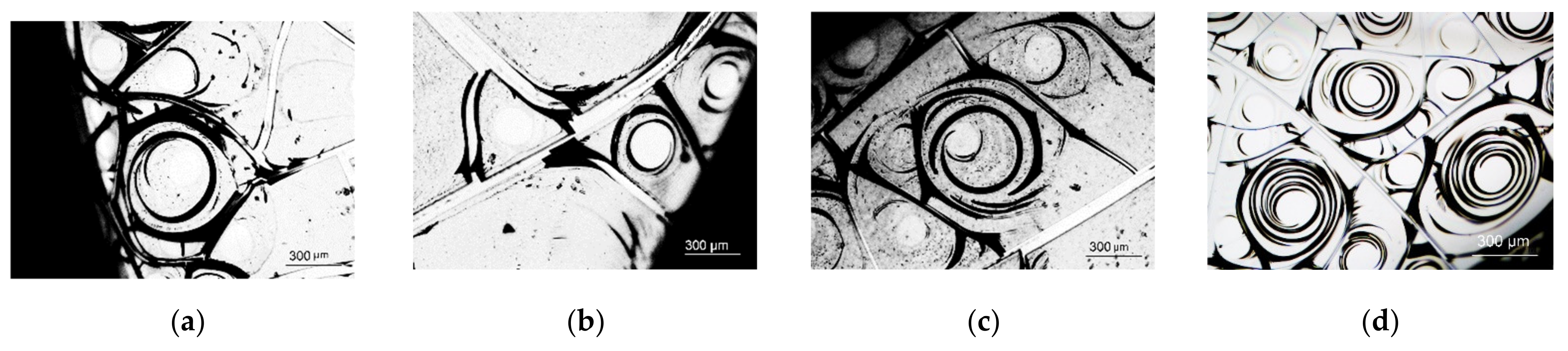 Ijms 22 10734 g009 Ijms 22 10734 g009