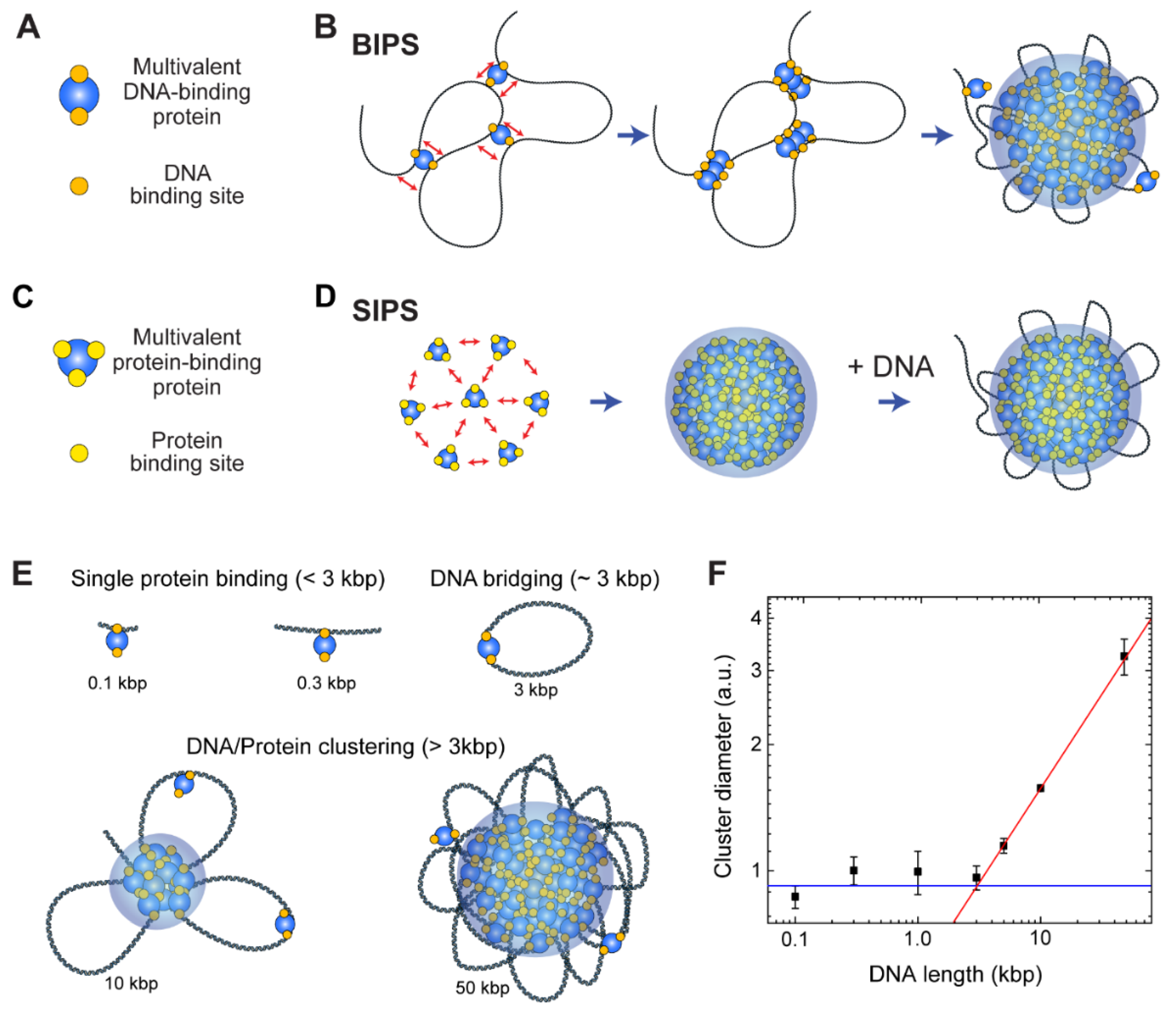 Cell cycle-specific phase separation regulated by protein charge blockiness