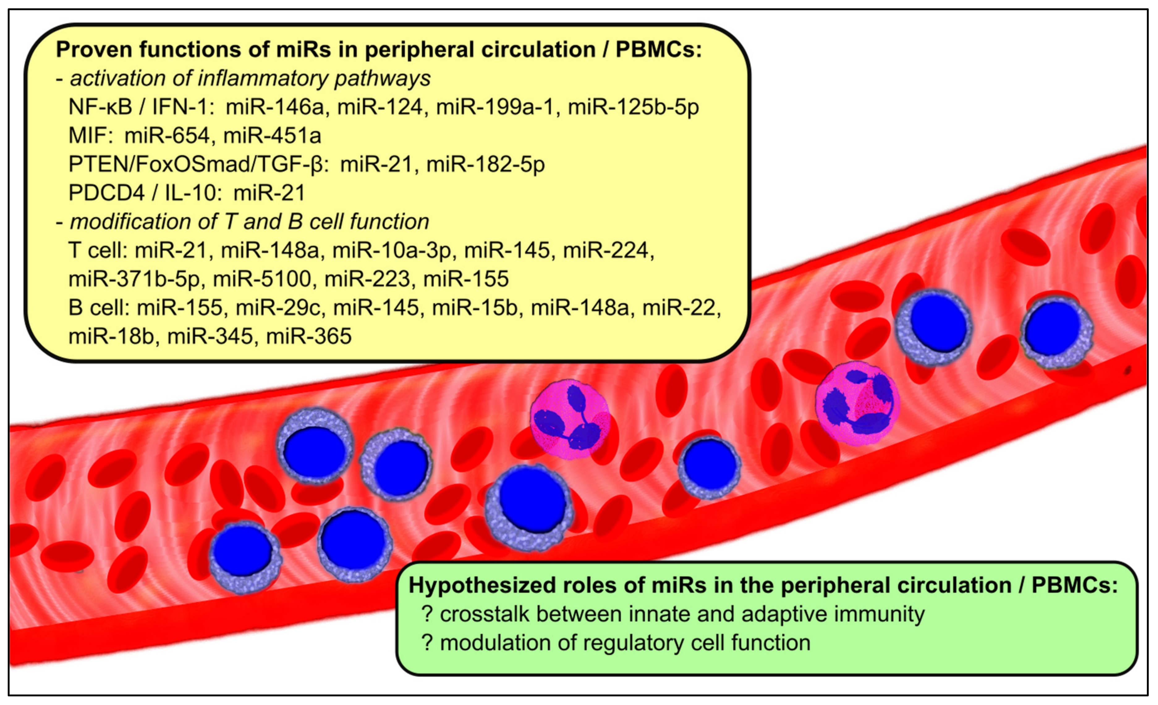 MicroRNAs in Lupus Nephritis–Role in Disease Pathogenesis and 