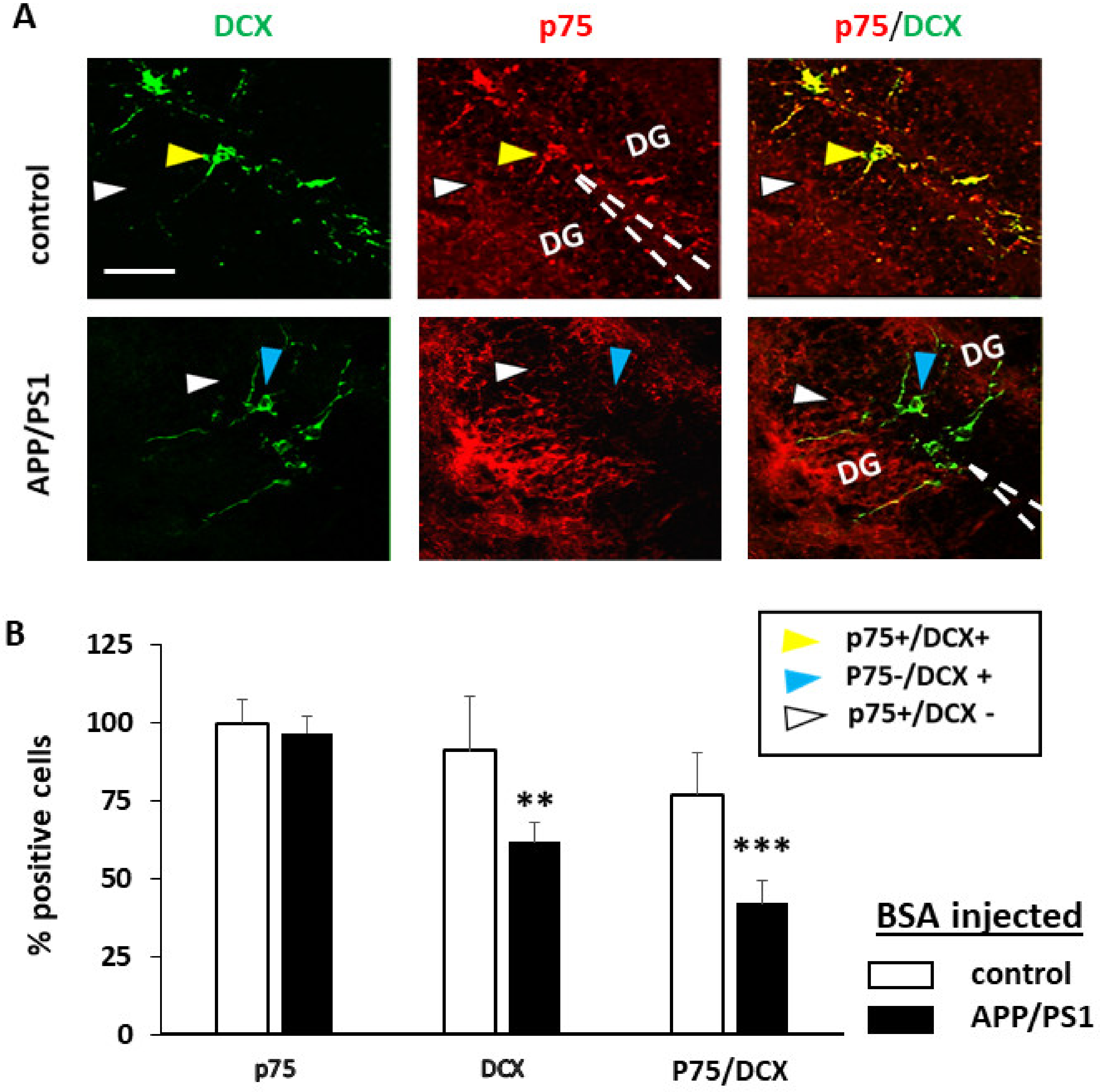 Ijms 22 10744 g004 550