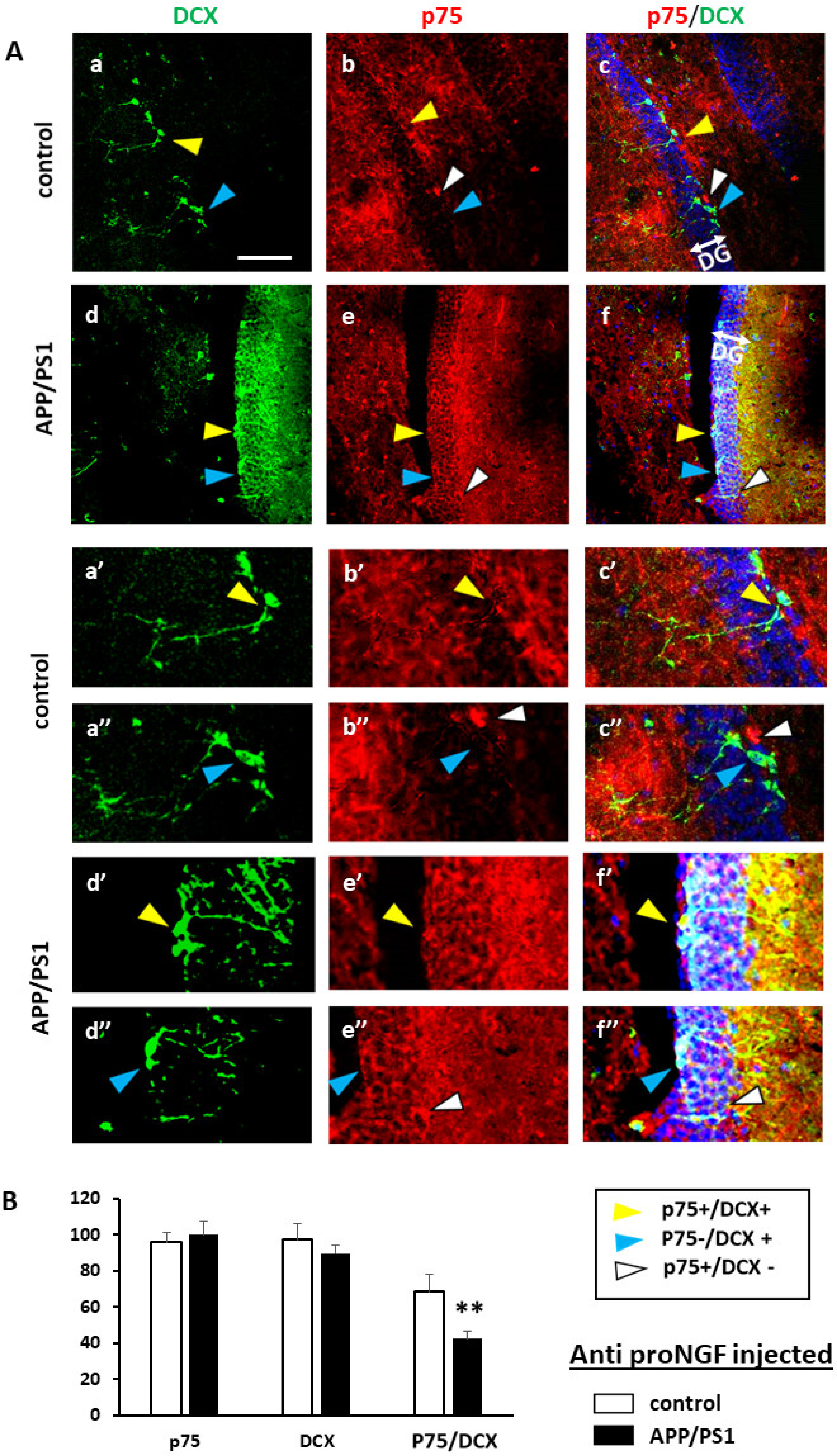 Ijms 22 10744 g005 550