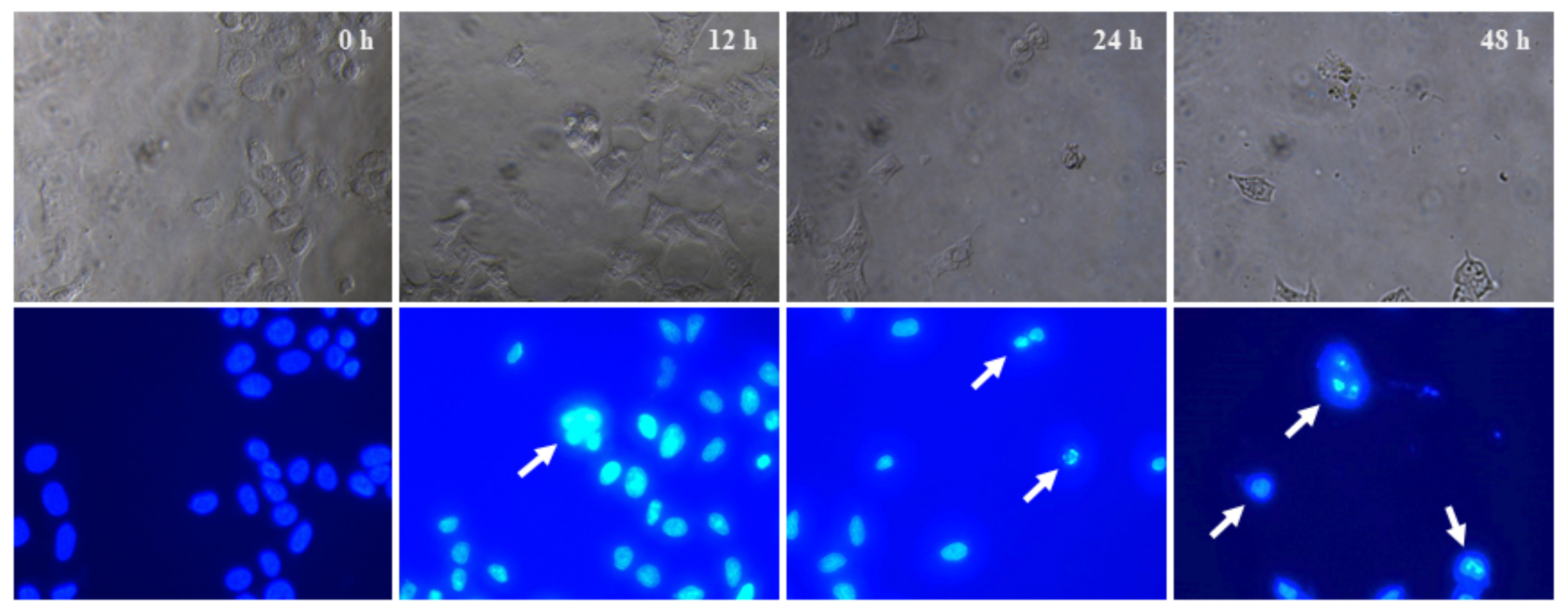 Ijms 22 10749 g007 550