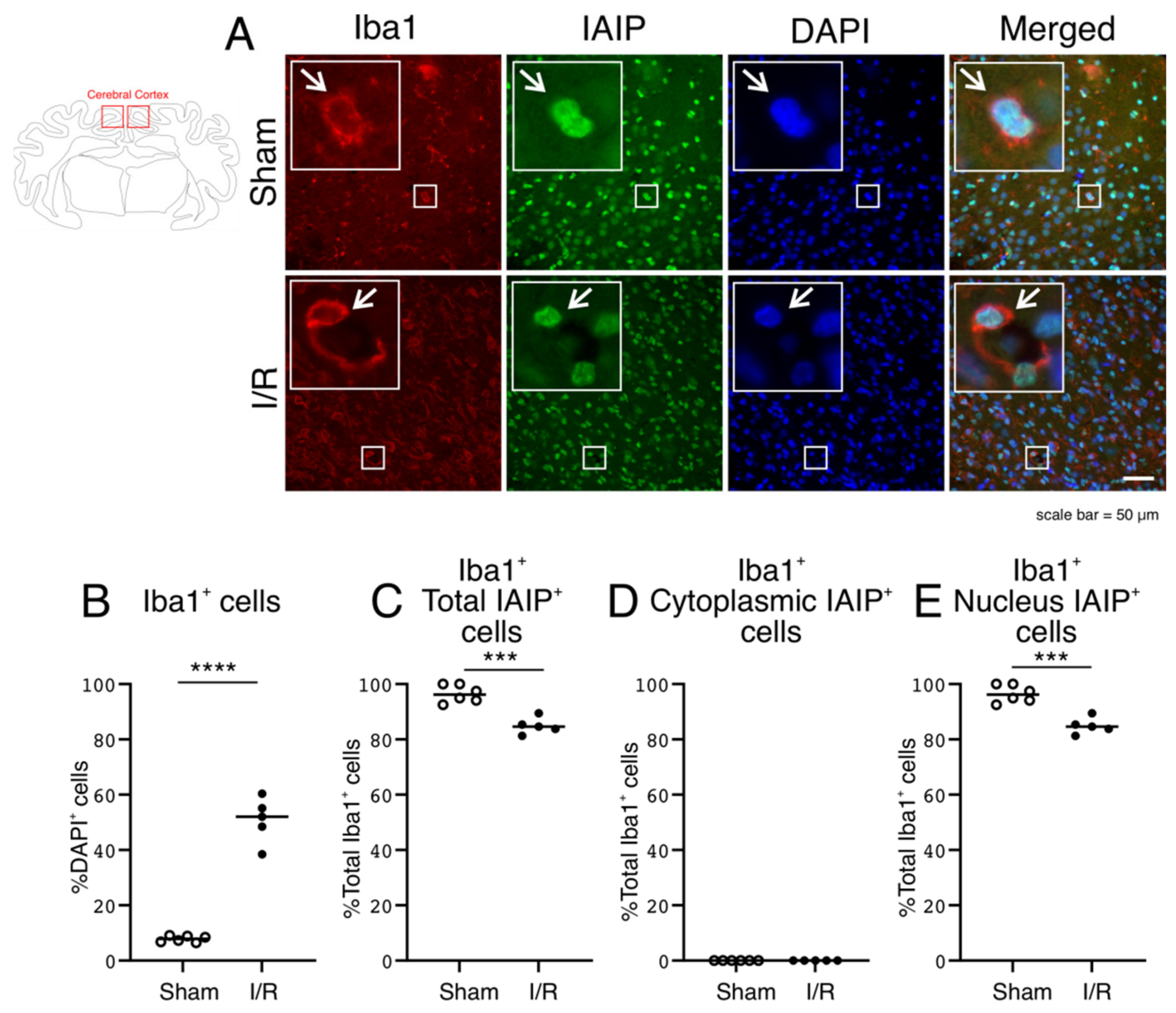 Ijms 22 10751 g004 550