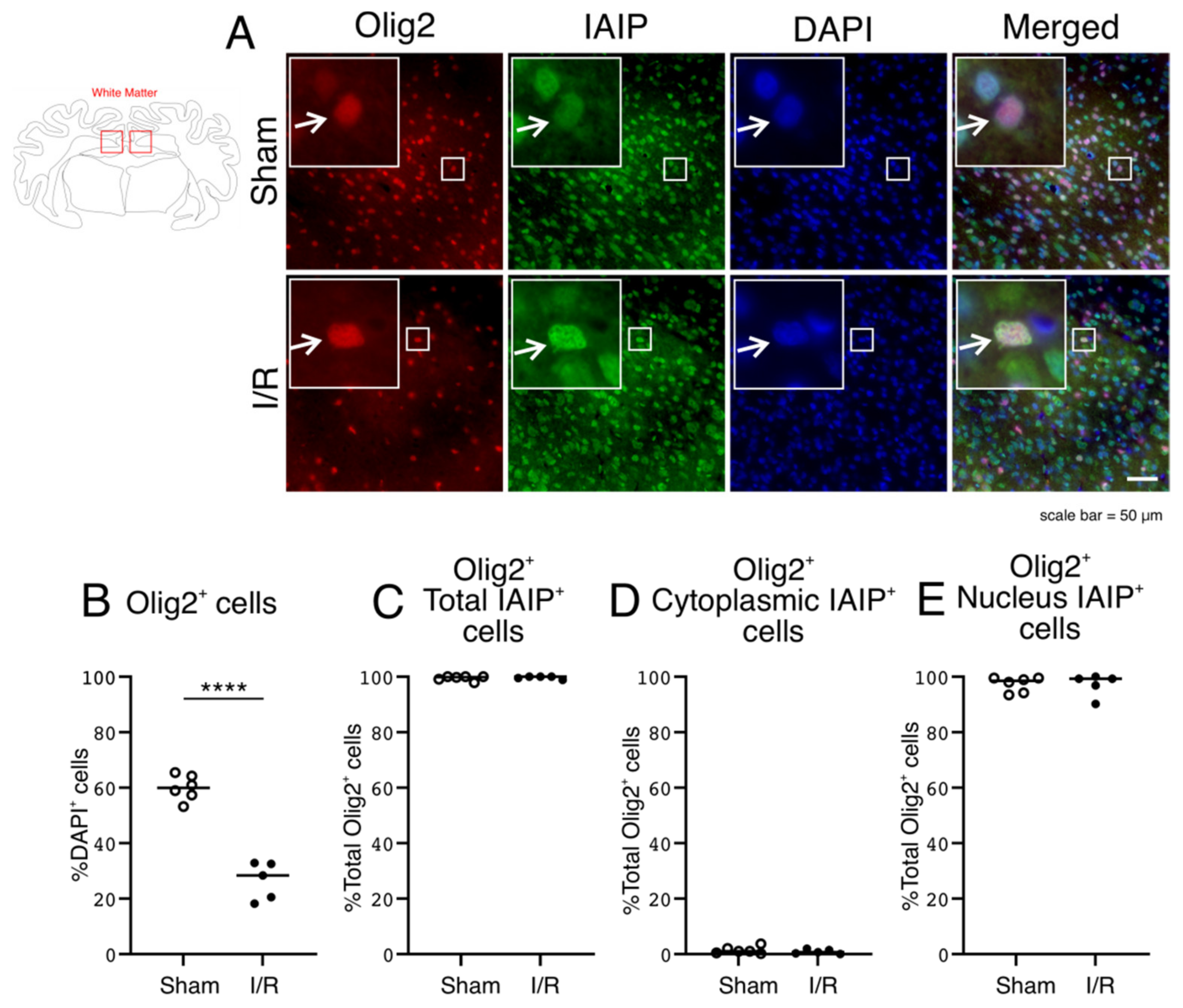 Ijms 22 10751 g005 550