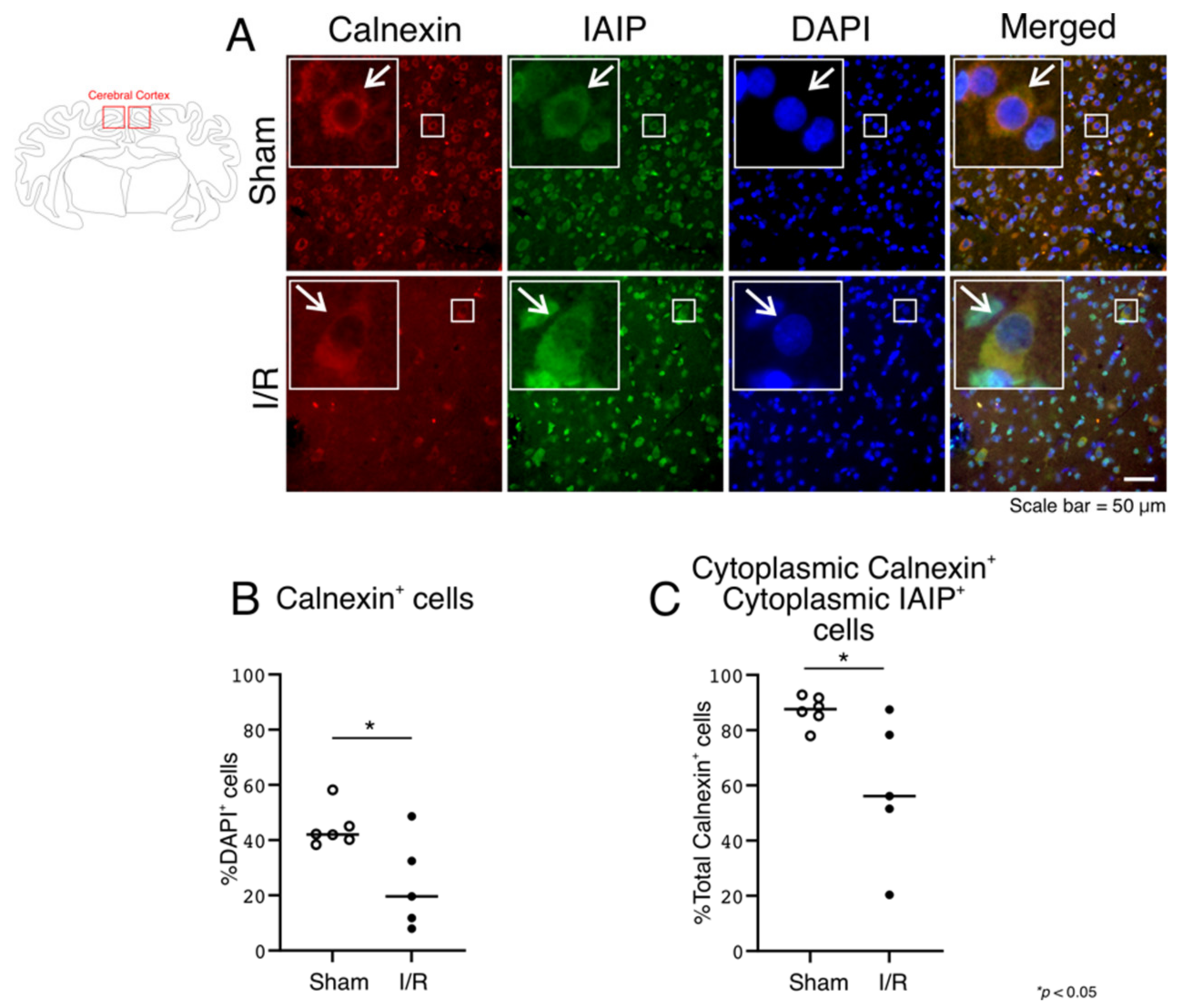 Ijms 22 10751 g008 550
