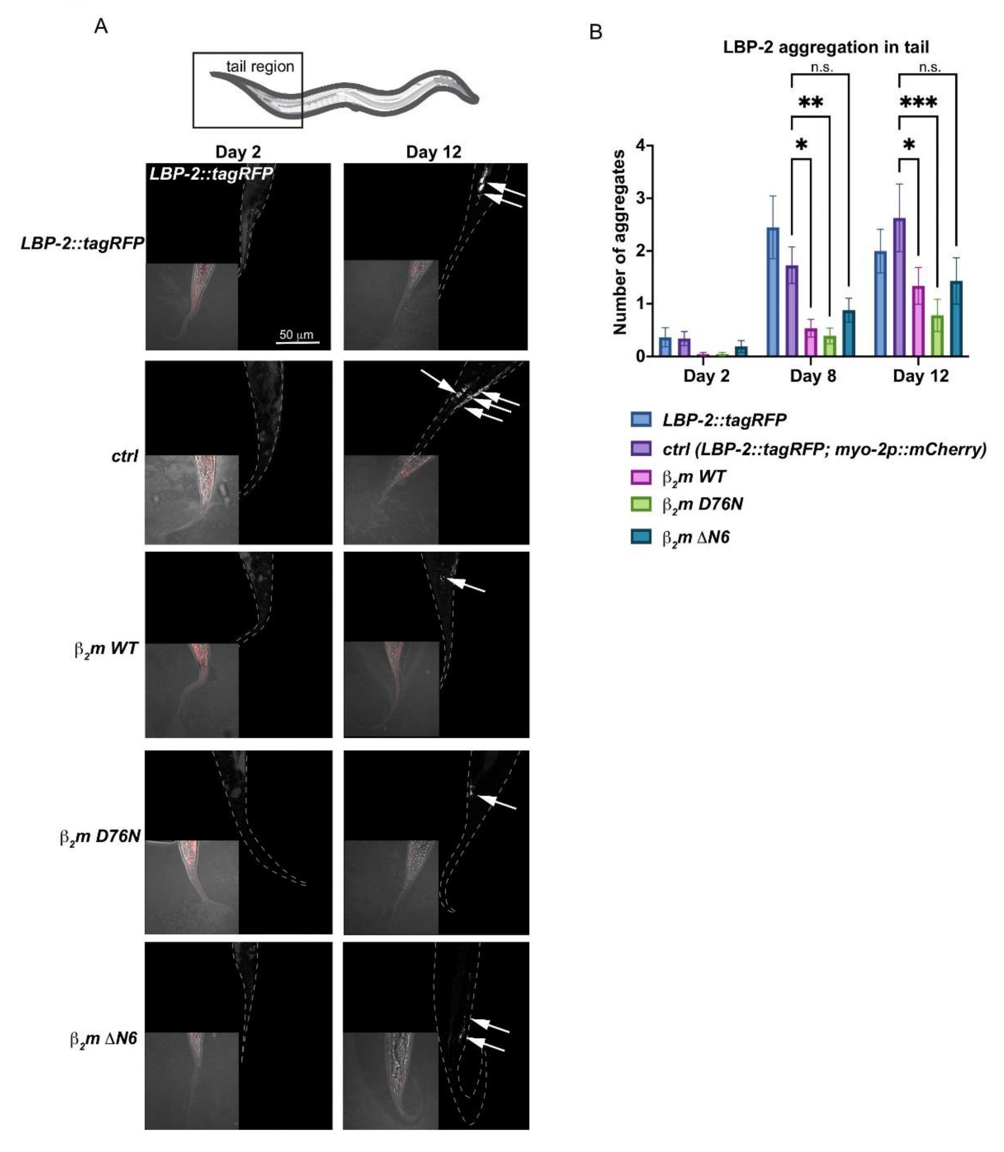Ijms 22 10752 g005 550
