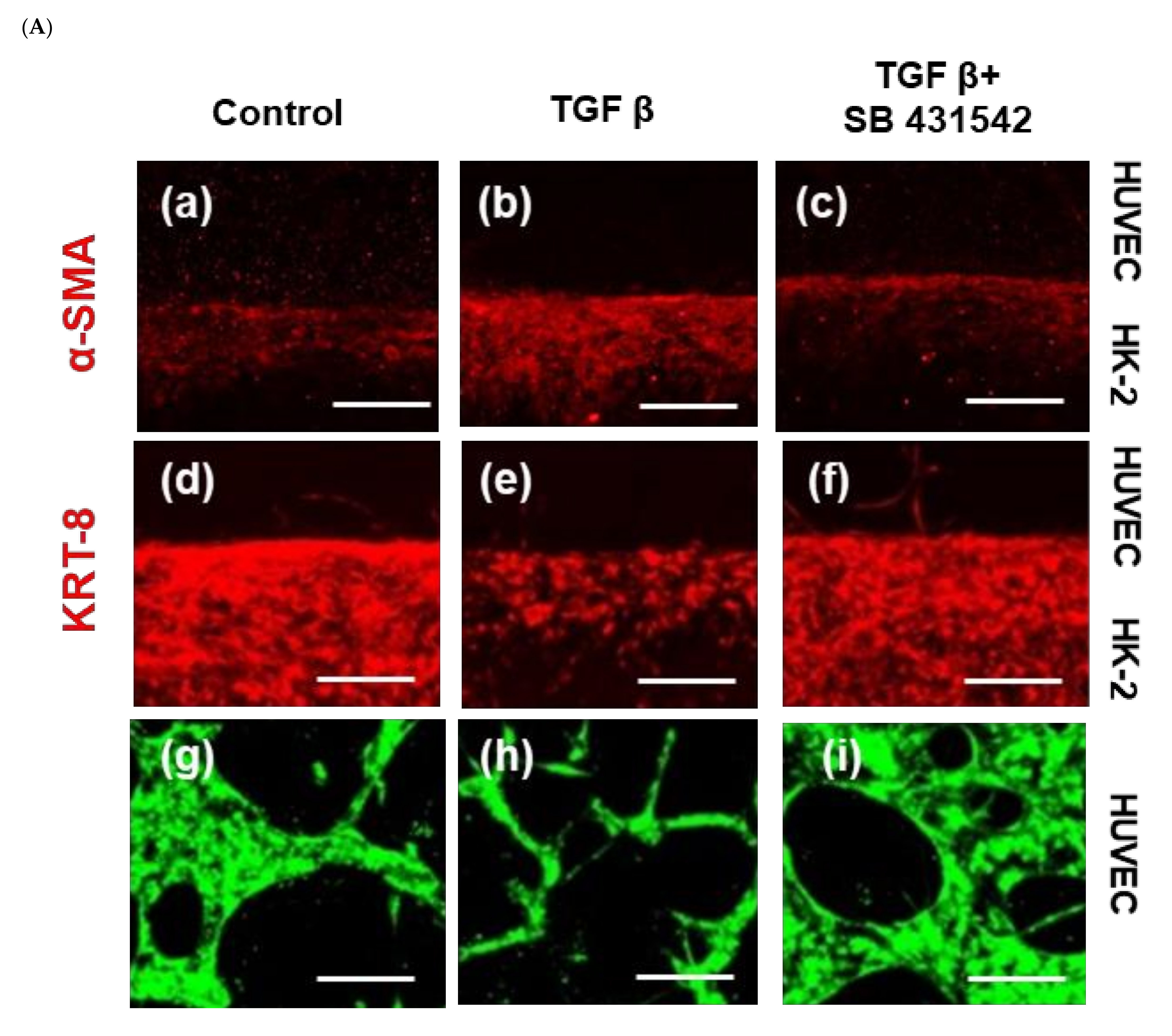 Ijms 22 10758 g002a 550