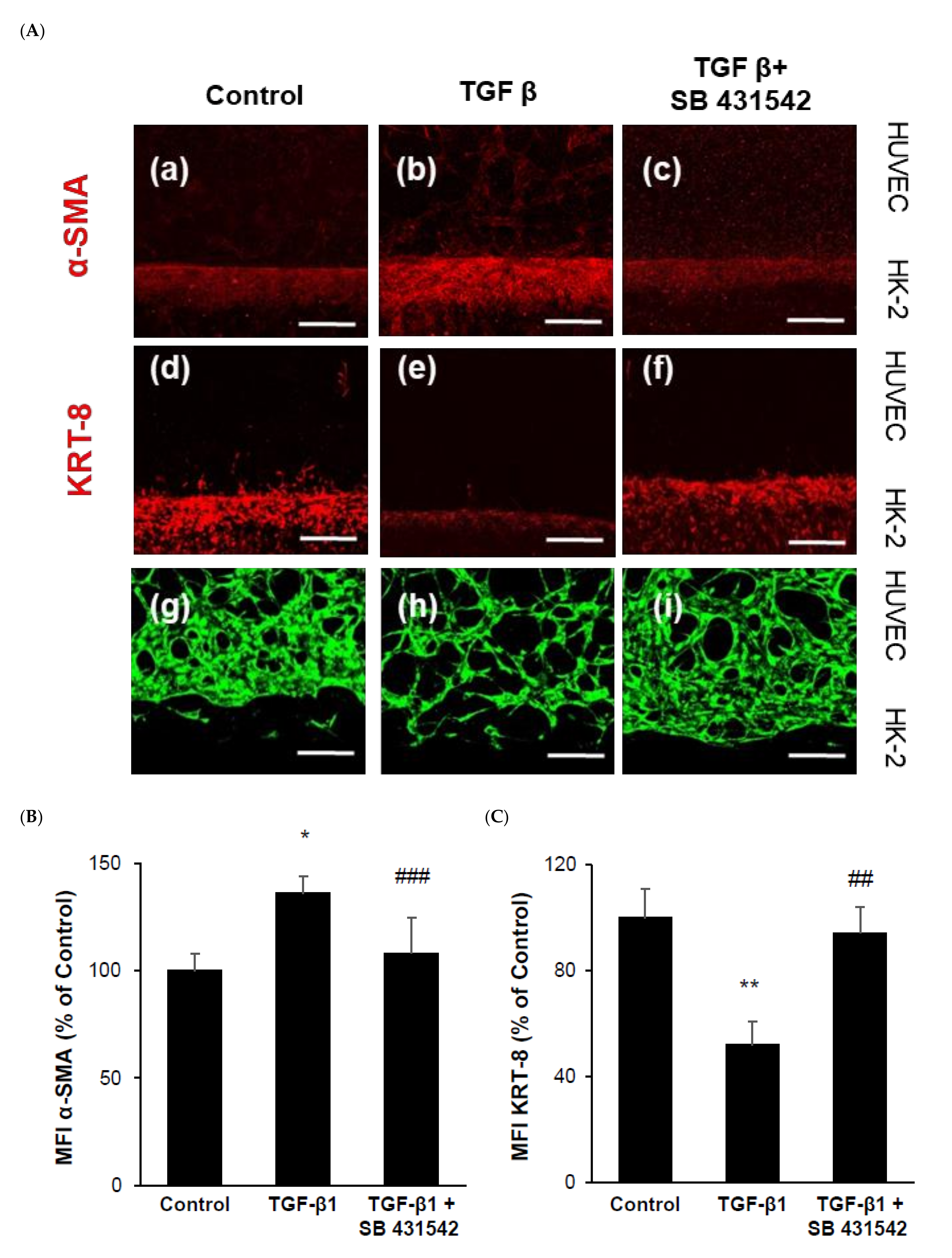 Ijms 22 10758 g004a 550