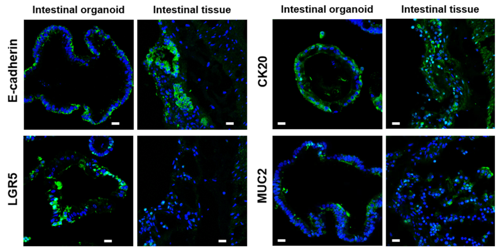 Ijms 22 10763 g002 550