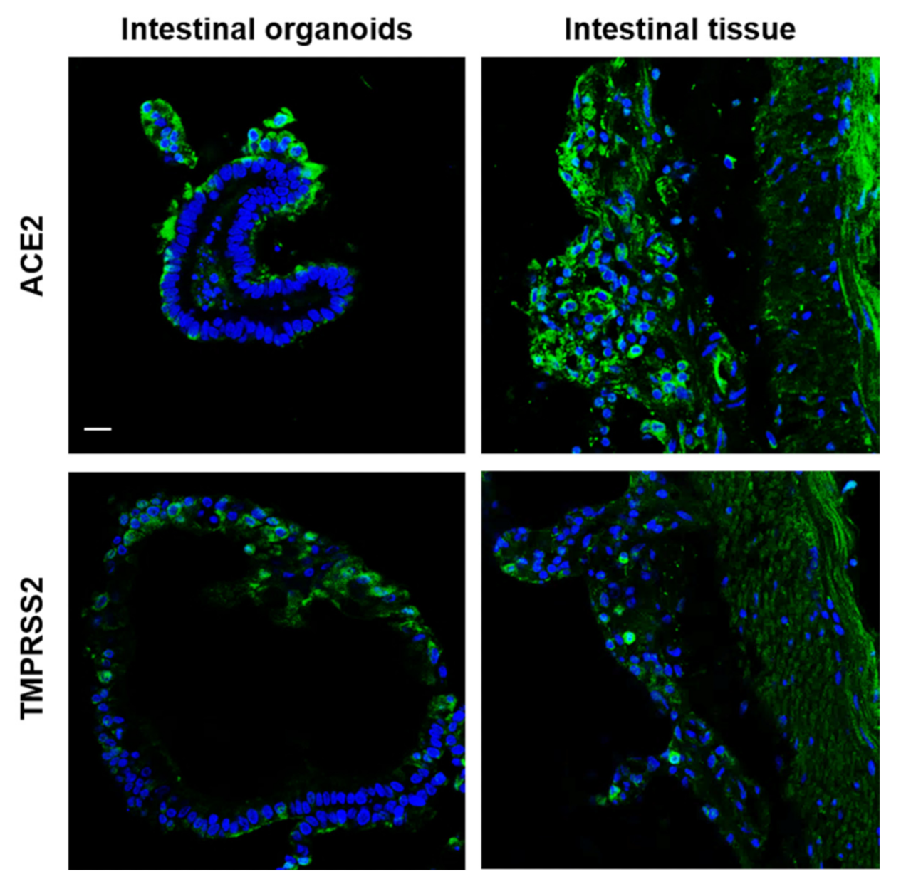 Ijms 22 10763 g004 550