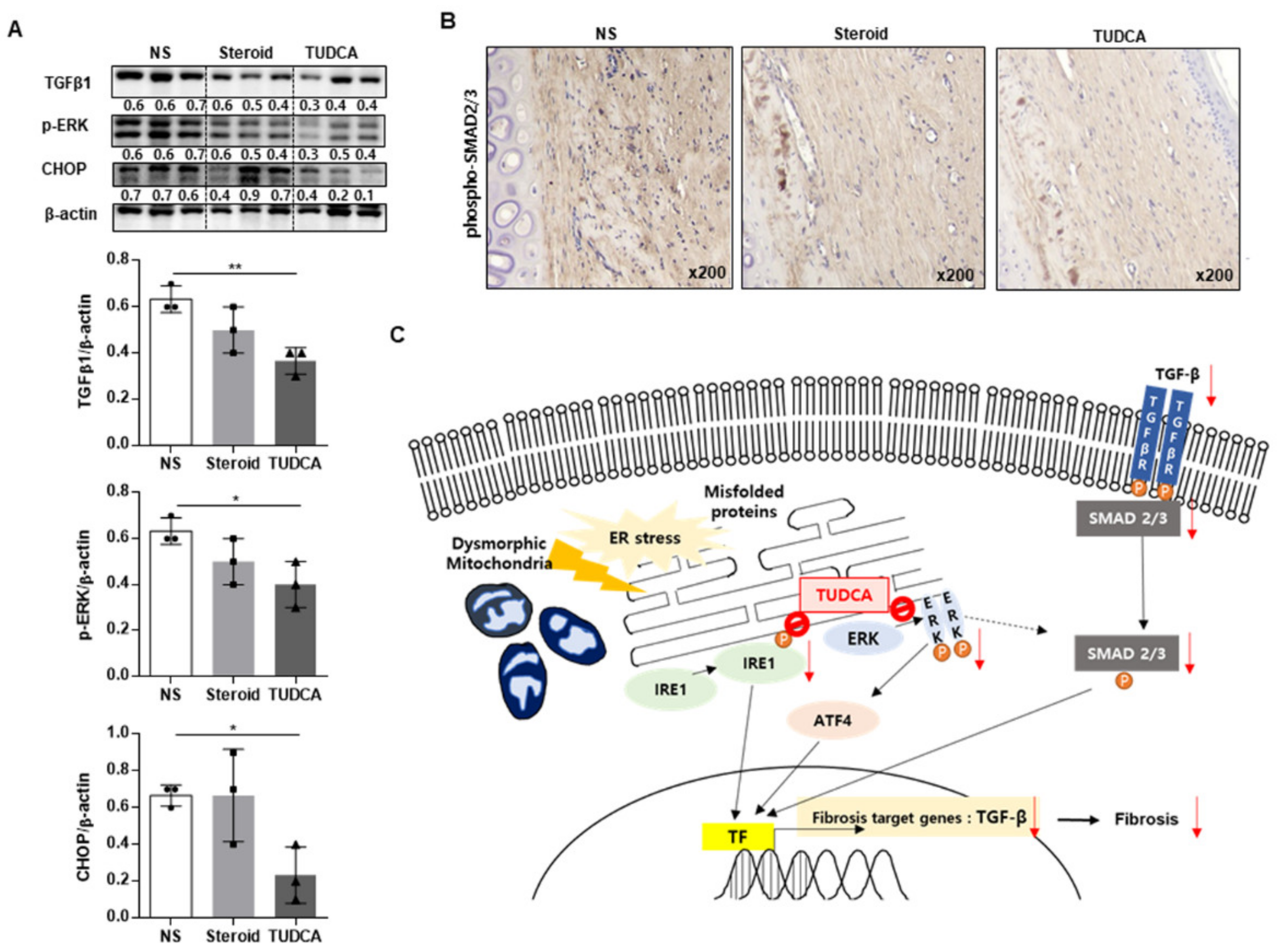Ijms 22 10765 g006 550