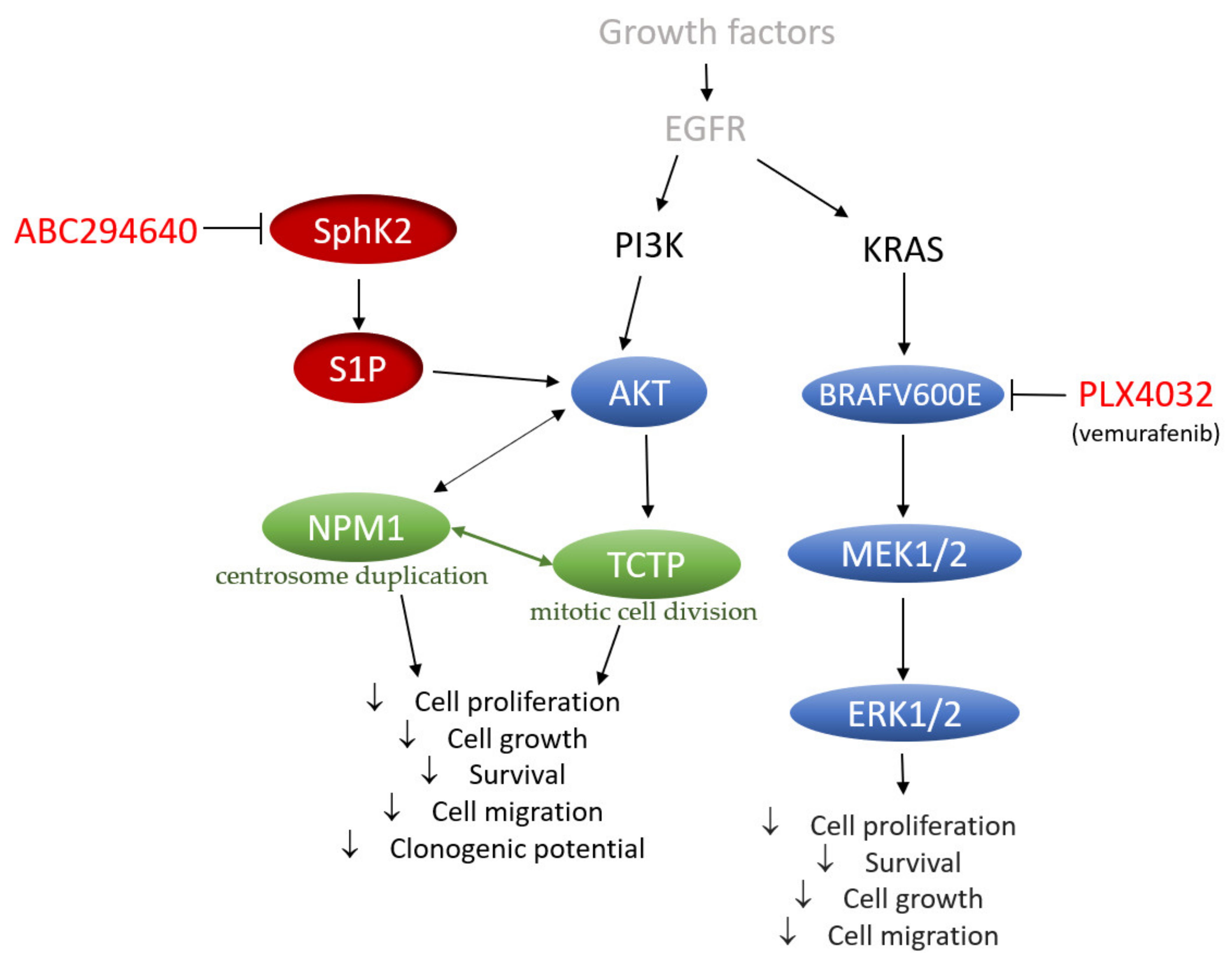Ijms 22 10767 g009 550