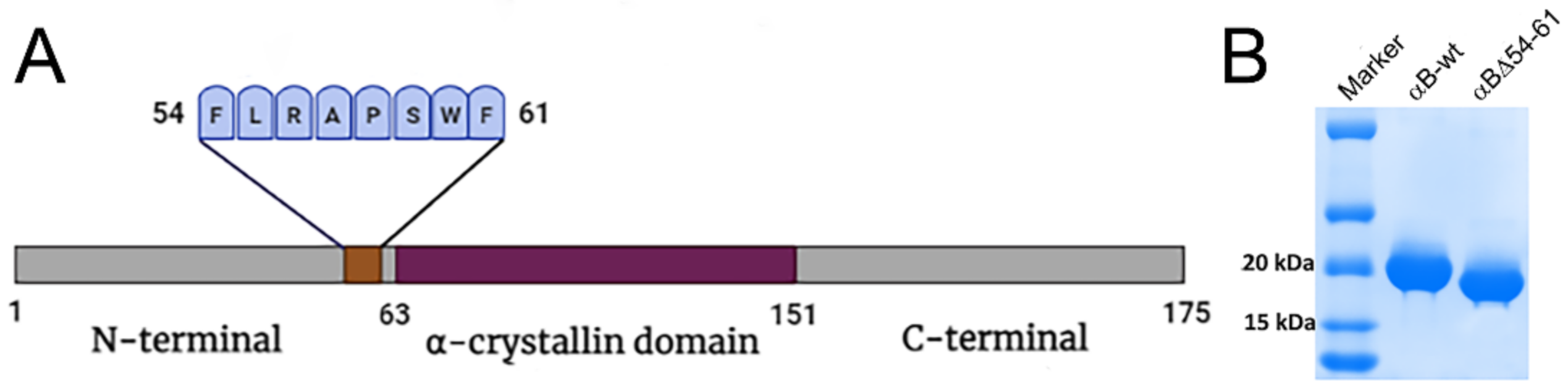 Ijms 22 10771 g001 550