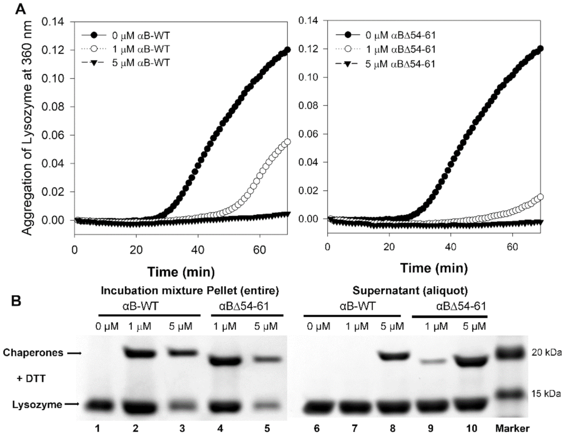 Ijms 22 10771 g005 550