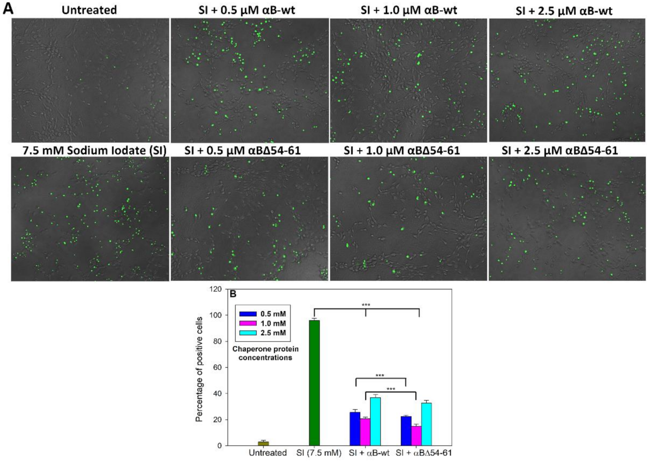 Ijms 22 10771 g008 550