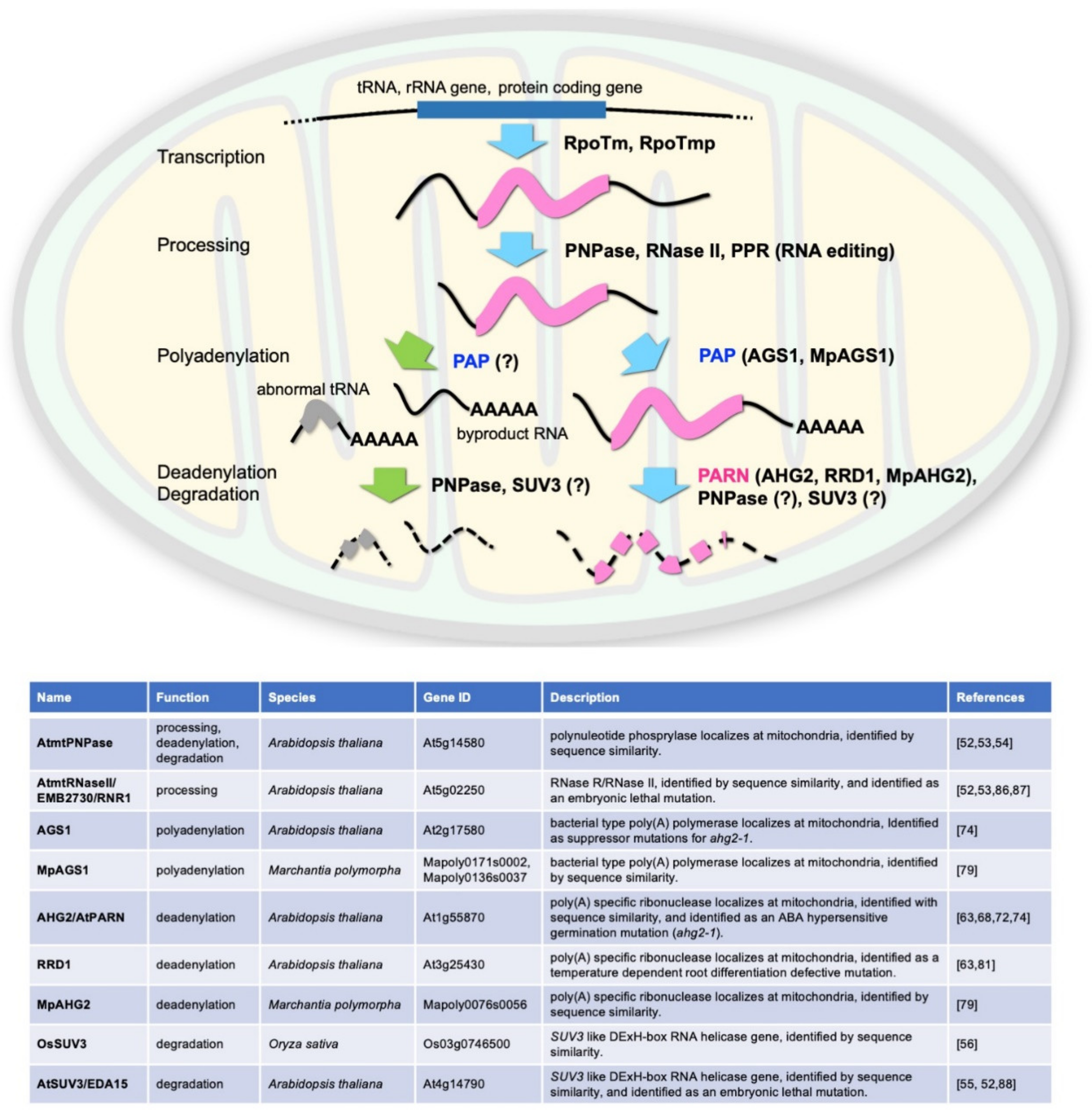 Ijms 22 10776 g001 Ijms 22 10776 g001
