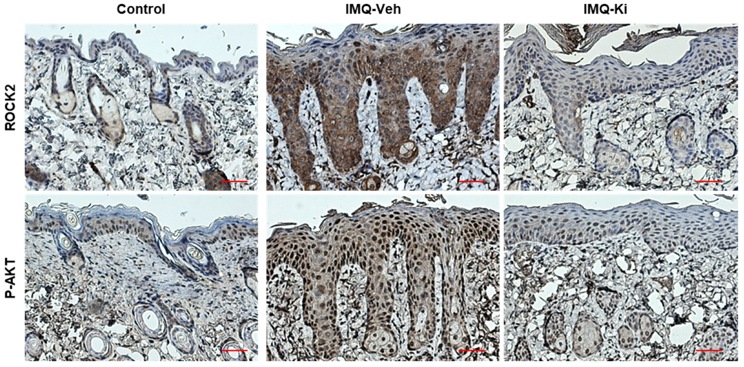 Ijms 22 10777 g007 550