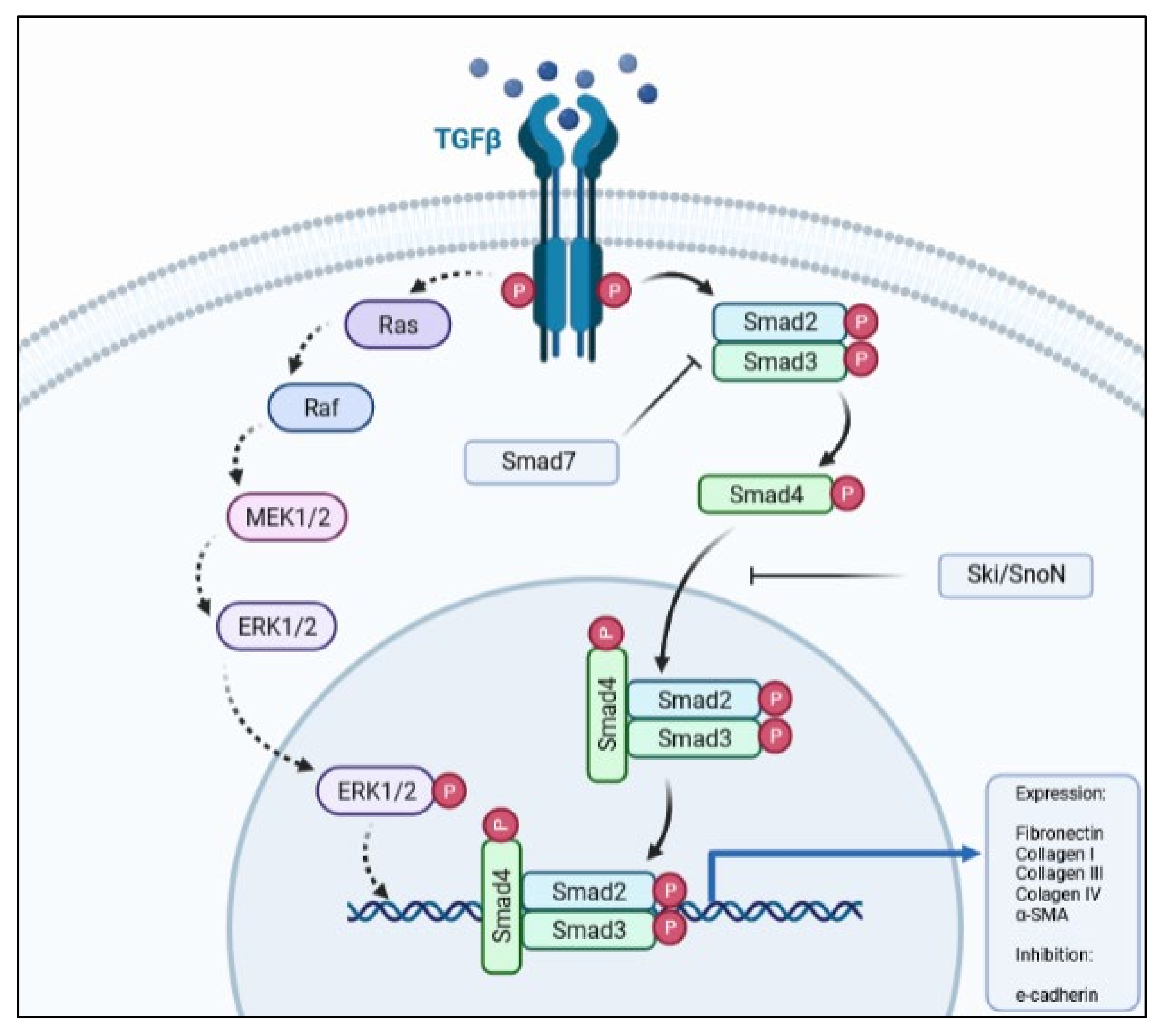 Ijms Free Full Text Understanding The Renal Fibrotic Process In Leptospirosis Html