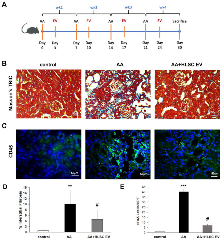 Ijms 22 10780 g002 550