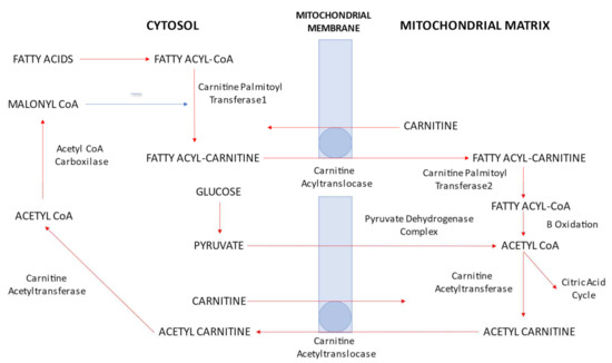 Neuroendocrine Effects of Carnitines on Reproductive Impairments Neuroendocrine Effects of Carnitines on Reproductive Impairments